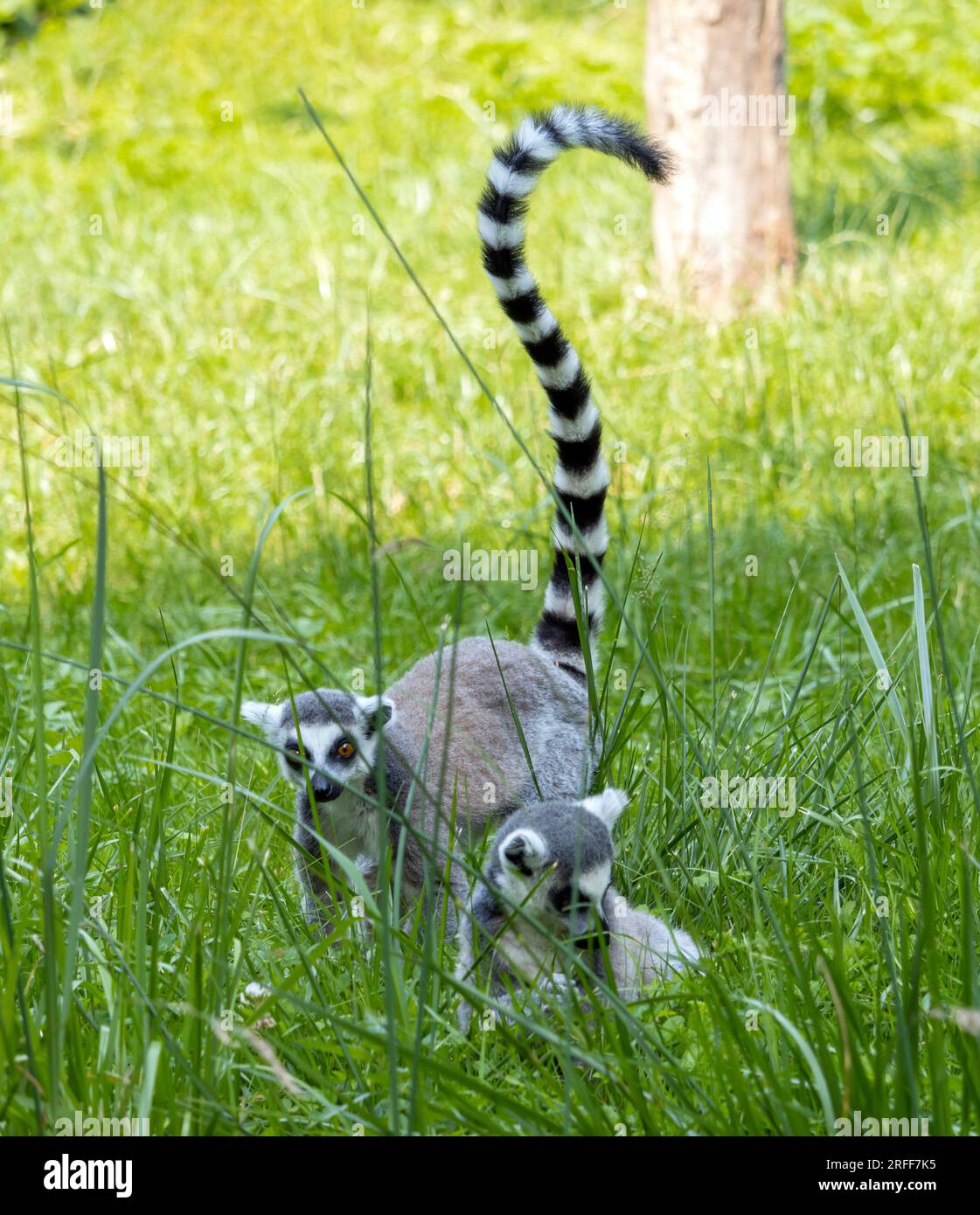 La coppia del lemuro dalla coda ad anello (Lemur catta) in prato con erba alta Foto Stock
