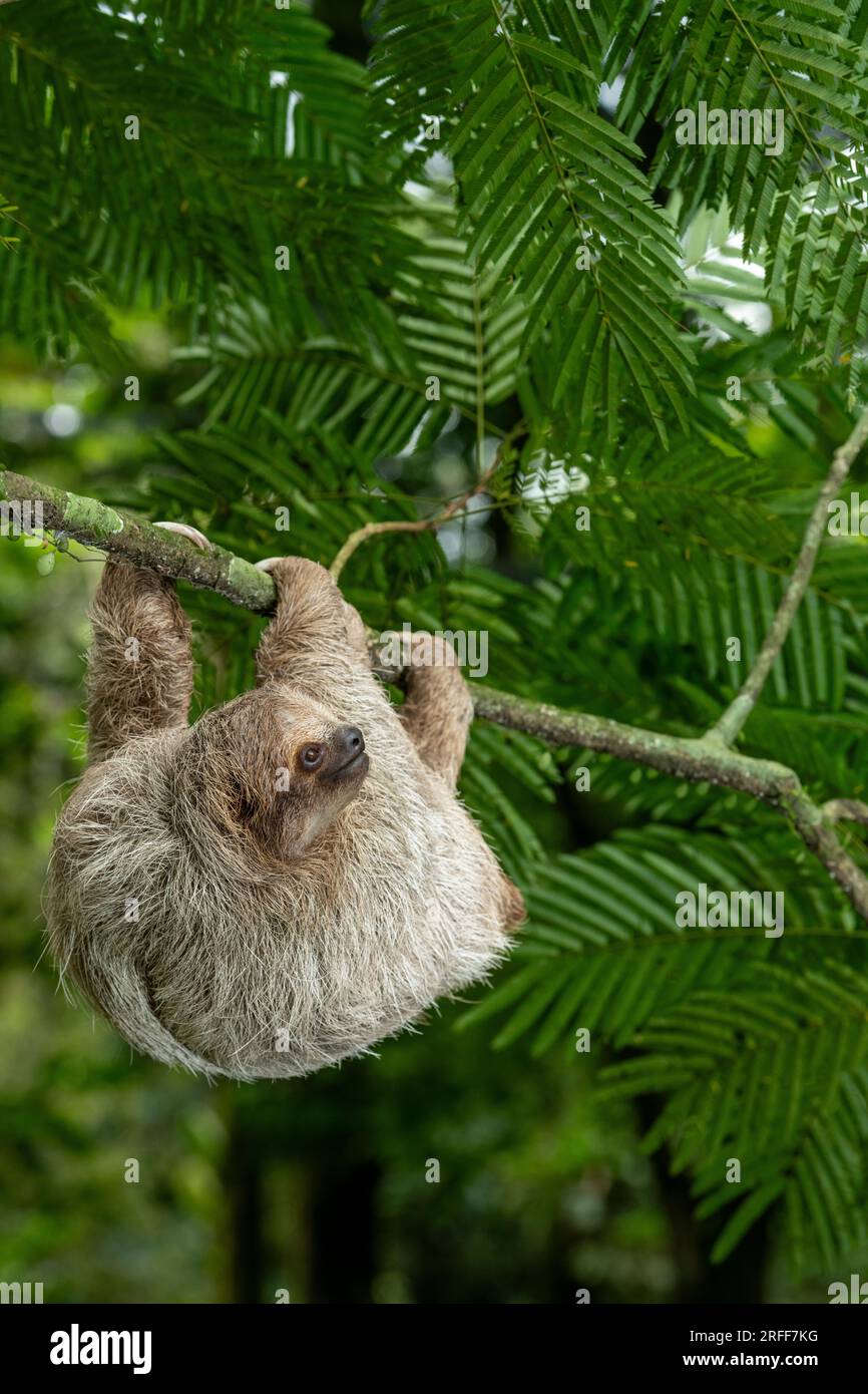 Bradipo a tre dita dalla gola marrone (Bradypus variegatus) sull'albero, Costa Rica - foto ufficiale Foto Stock