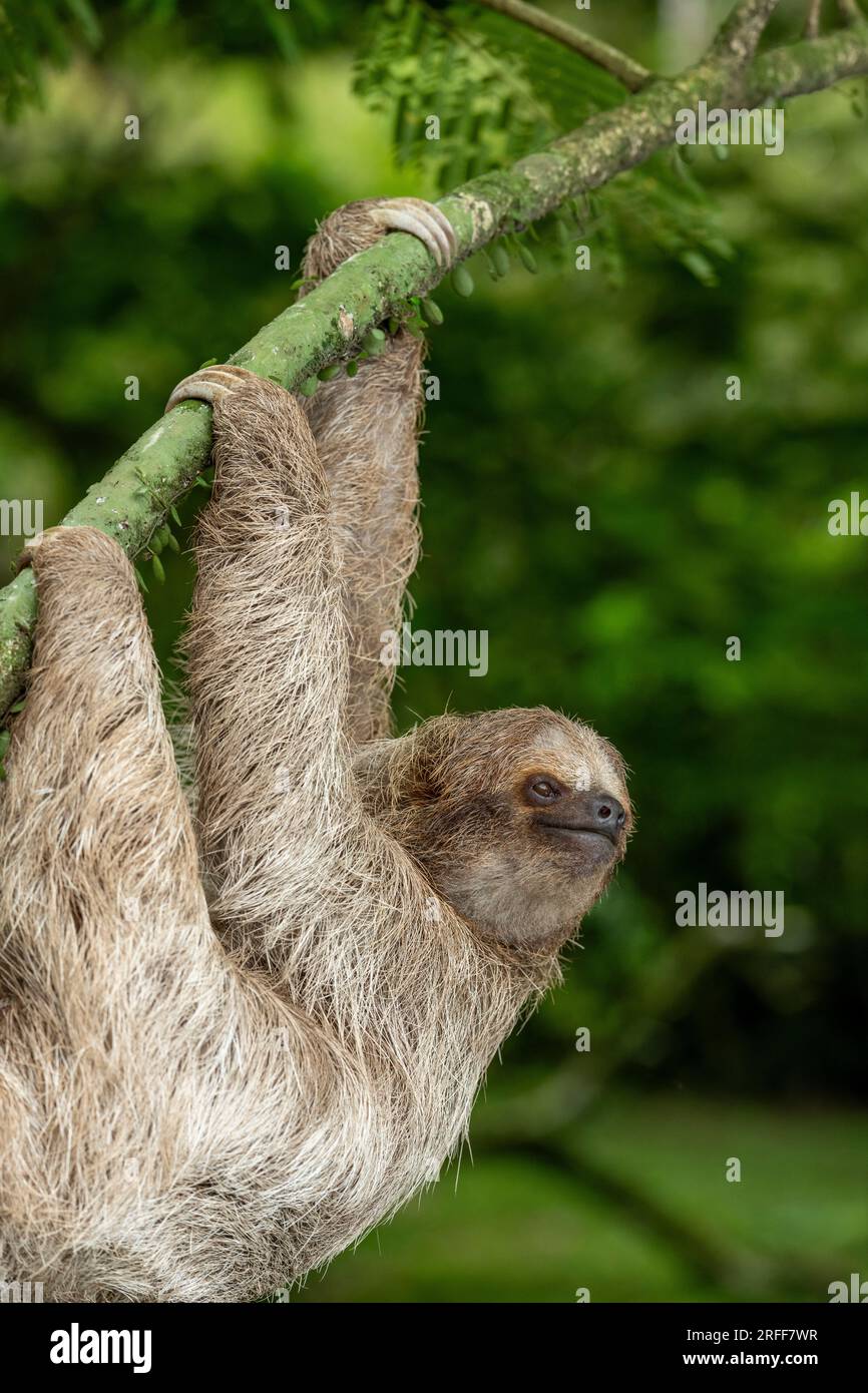 Bradipo a tre dita dalla gola marrone (Bradypus variegatus) sull'albero, Costa Rica - foto ufficiale Foto Stock
