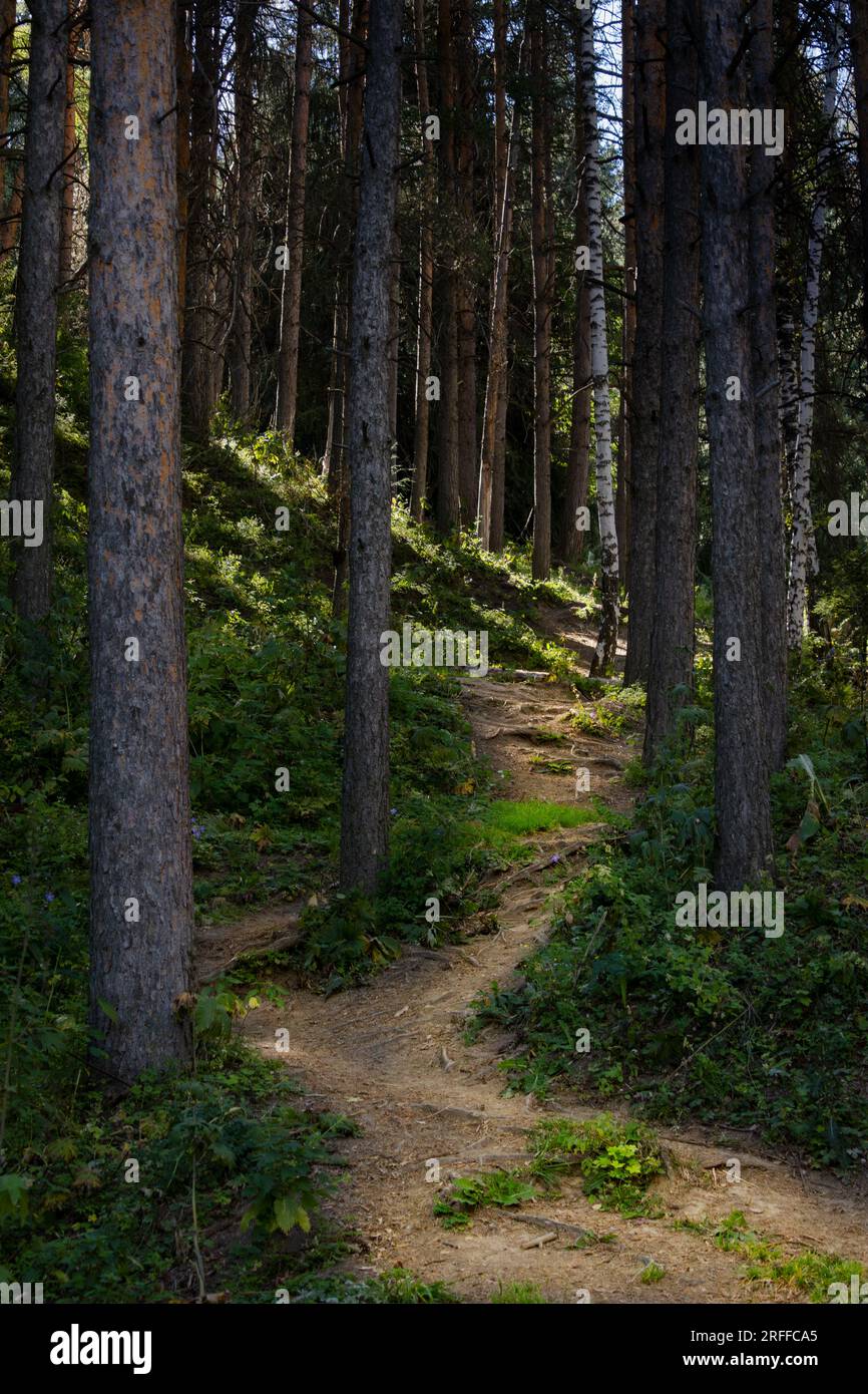 Sentiero nel bosco in una pineta immagini e fotografie stock ad alta ...