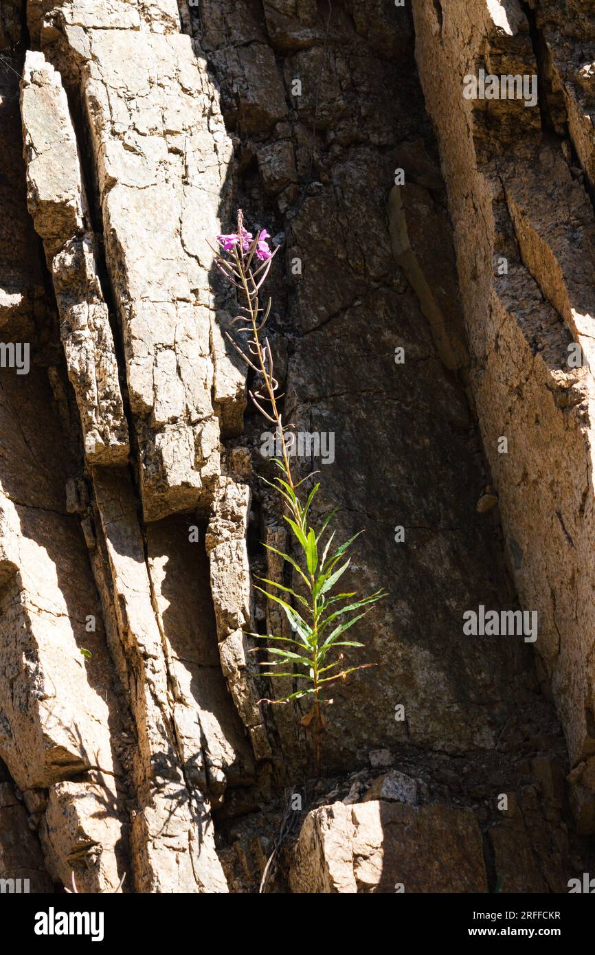 Piccolo fiore viola che cresce dalla roccia Foto Stock
