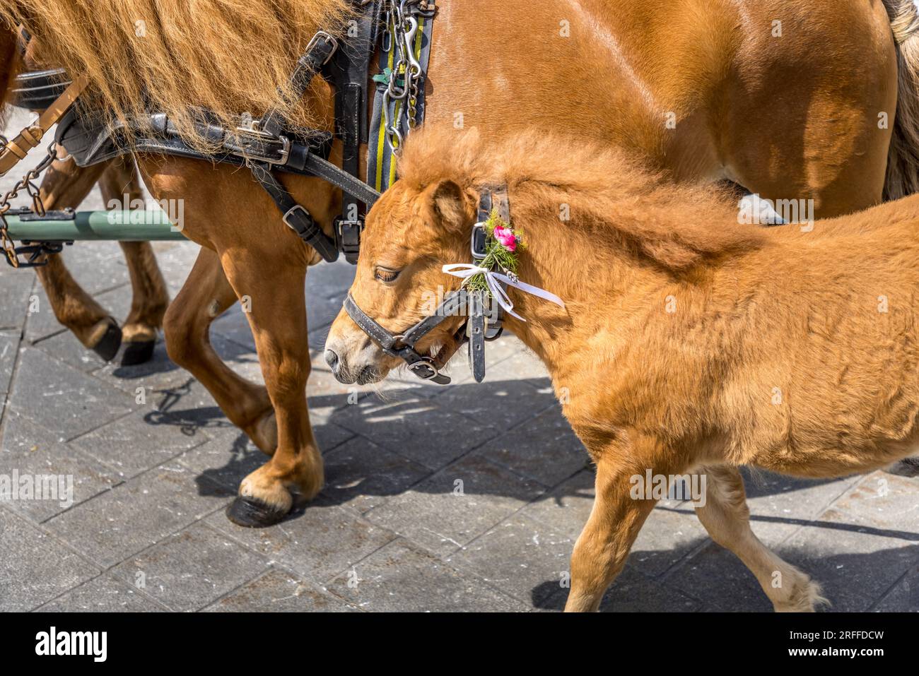 La carina Foal cammina accanto a sua madre in una parata Foto Stock