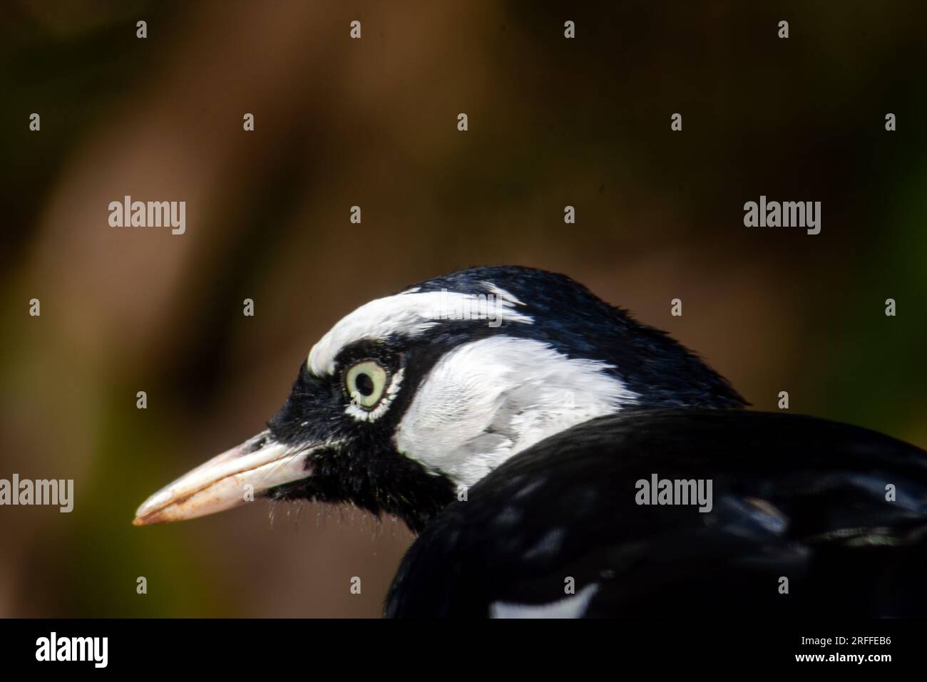 Magpie Lark, Grallina cyanoleuca, male, wee magpie, peewee, peewit, mudlark, Murray Magpie, Malanda, Australia. Foto Stock
