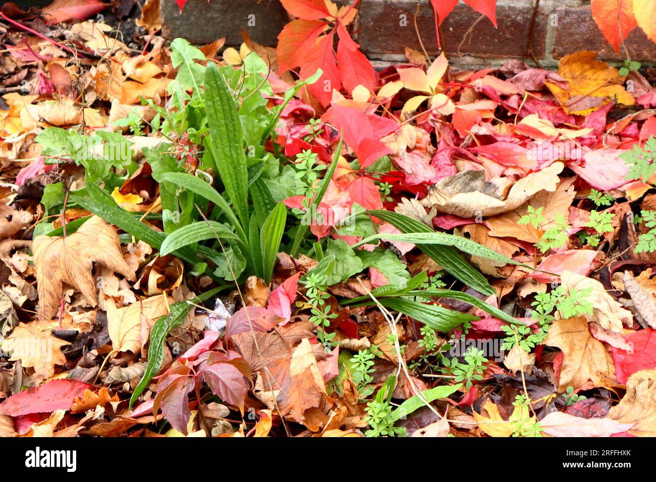 Ragno selvatico che cresce tra le foglie cadute. Colori vivaci: Rosso, verde, giallo, oro, marrone. Autunno. Foto Stock