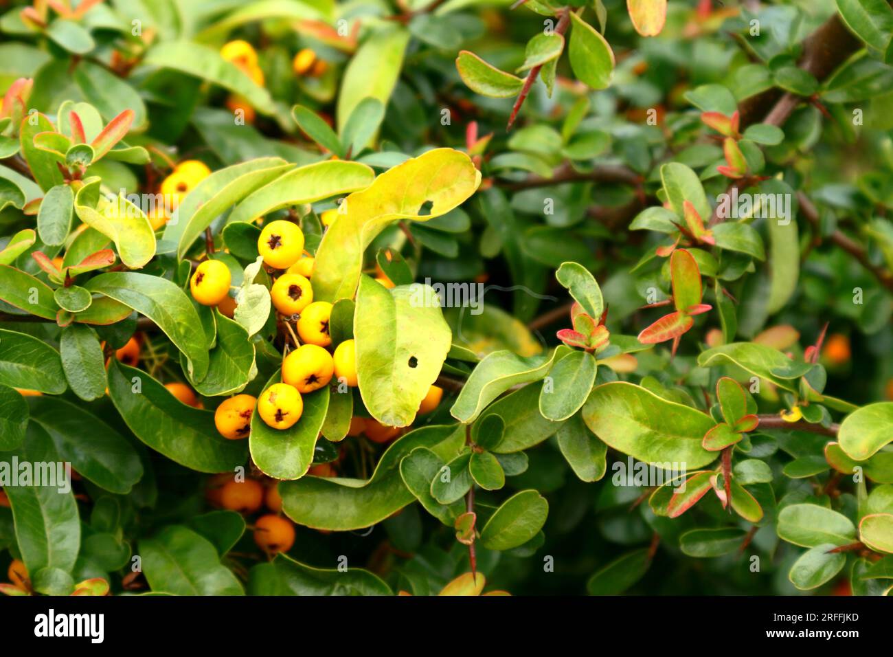 Pyracantha, grappolo di bacche gialle contro fogliame verde e giallo. Foto Stock