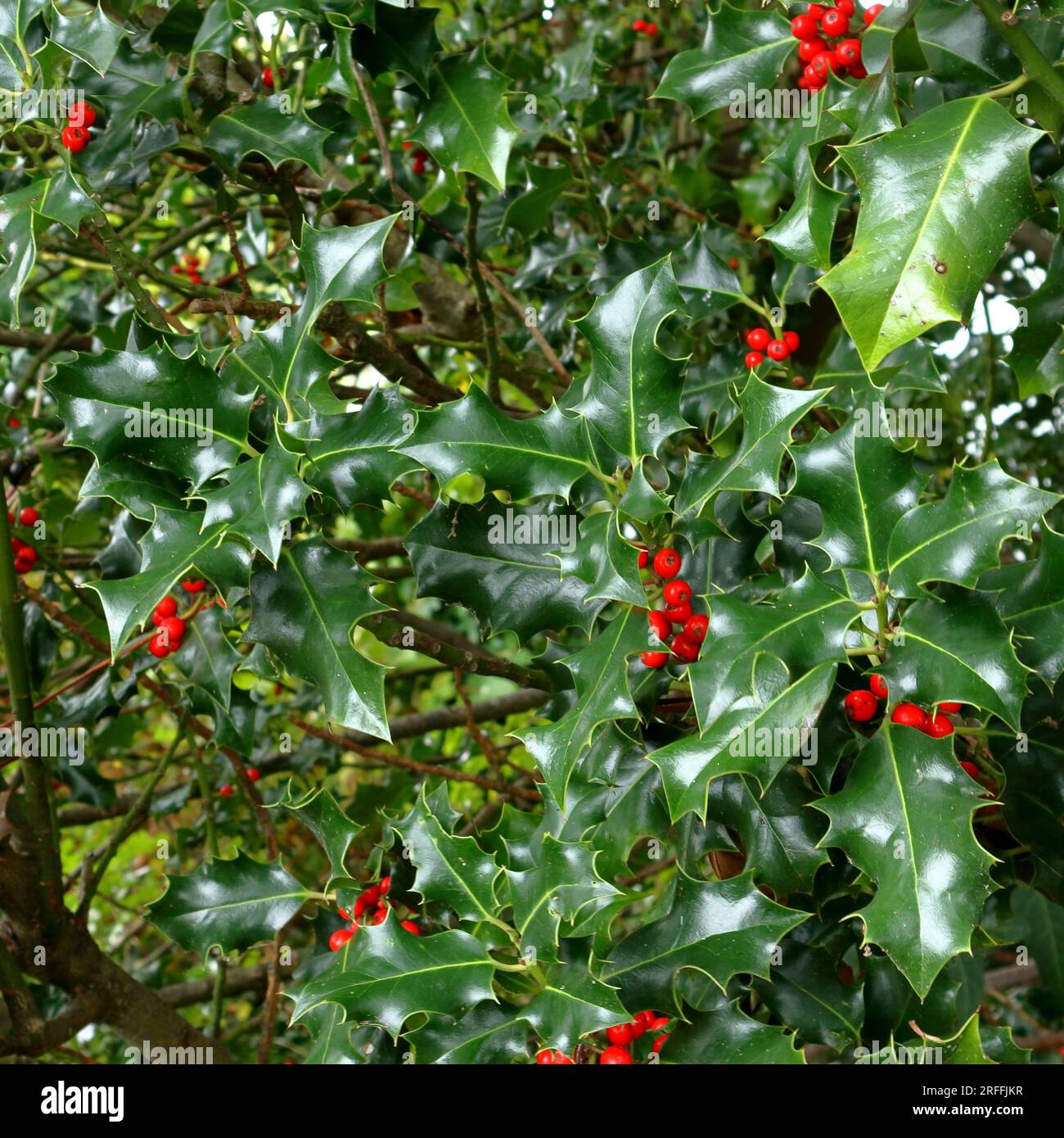 Fotografia quadrata, foglie di holly verdi audaci e vivaci bacche rosse. Stagionale. Foto Stock