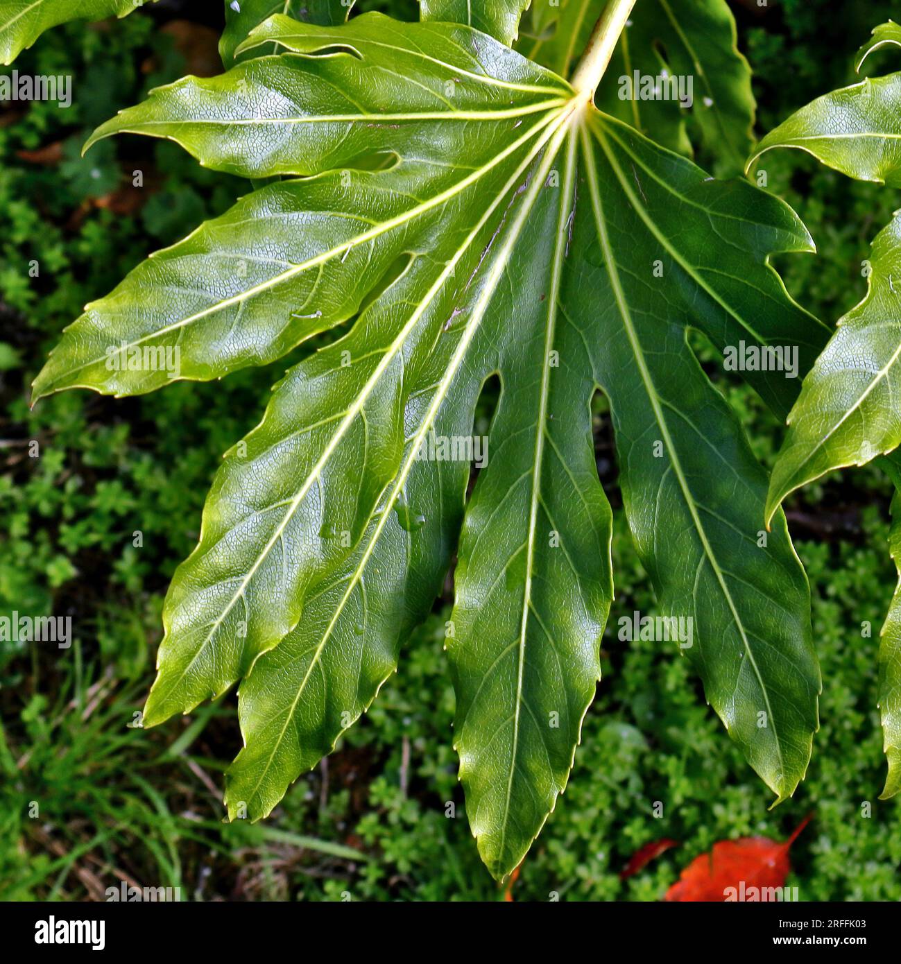 Lucida, verde, foglia di Fatsia Japonica. Una foglia a più dita dai colori vivaci e allineata al verde. Sfocatura dello sfondo chiaro. Foto Stock