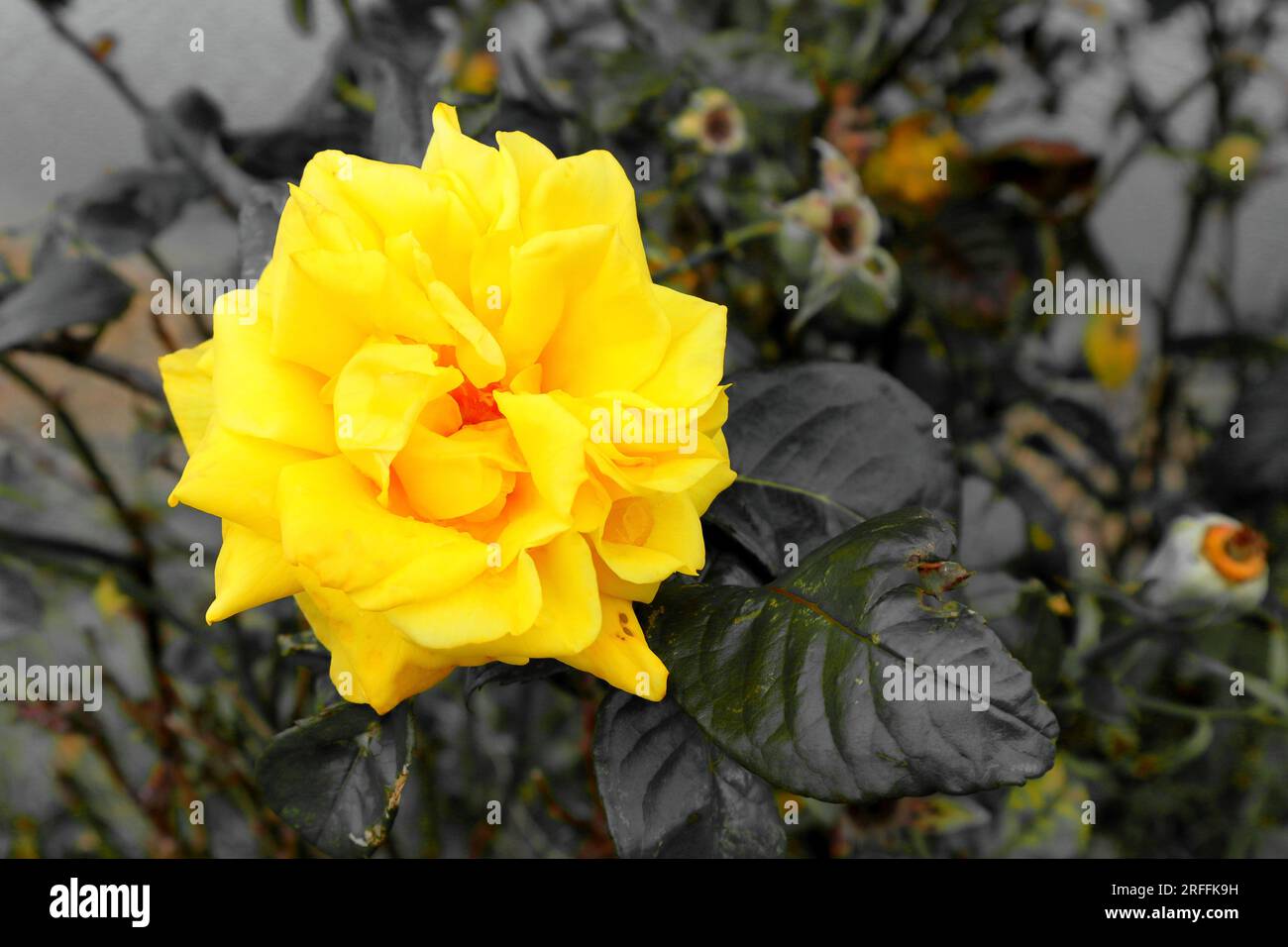 Rosa gialla brillante, adagiata su foglie e fogliame. I colori di sfondo sono desaturati a parte le sfumature arancione e giallo. Foto Stock