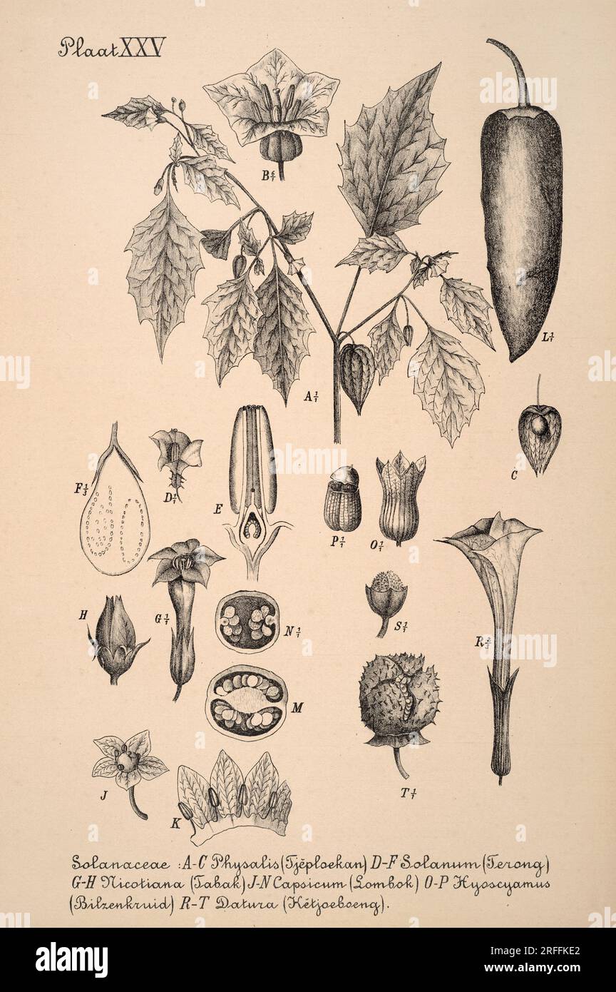 Illustrazione botanica olandese del XIX secolo: Intricati disegni a inchiostro su sfondo seppia, che mostrano l'antica arte botanica. Foto Stock