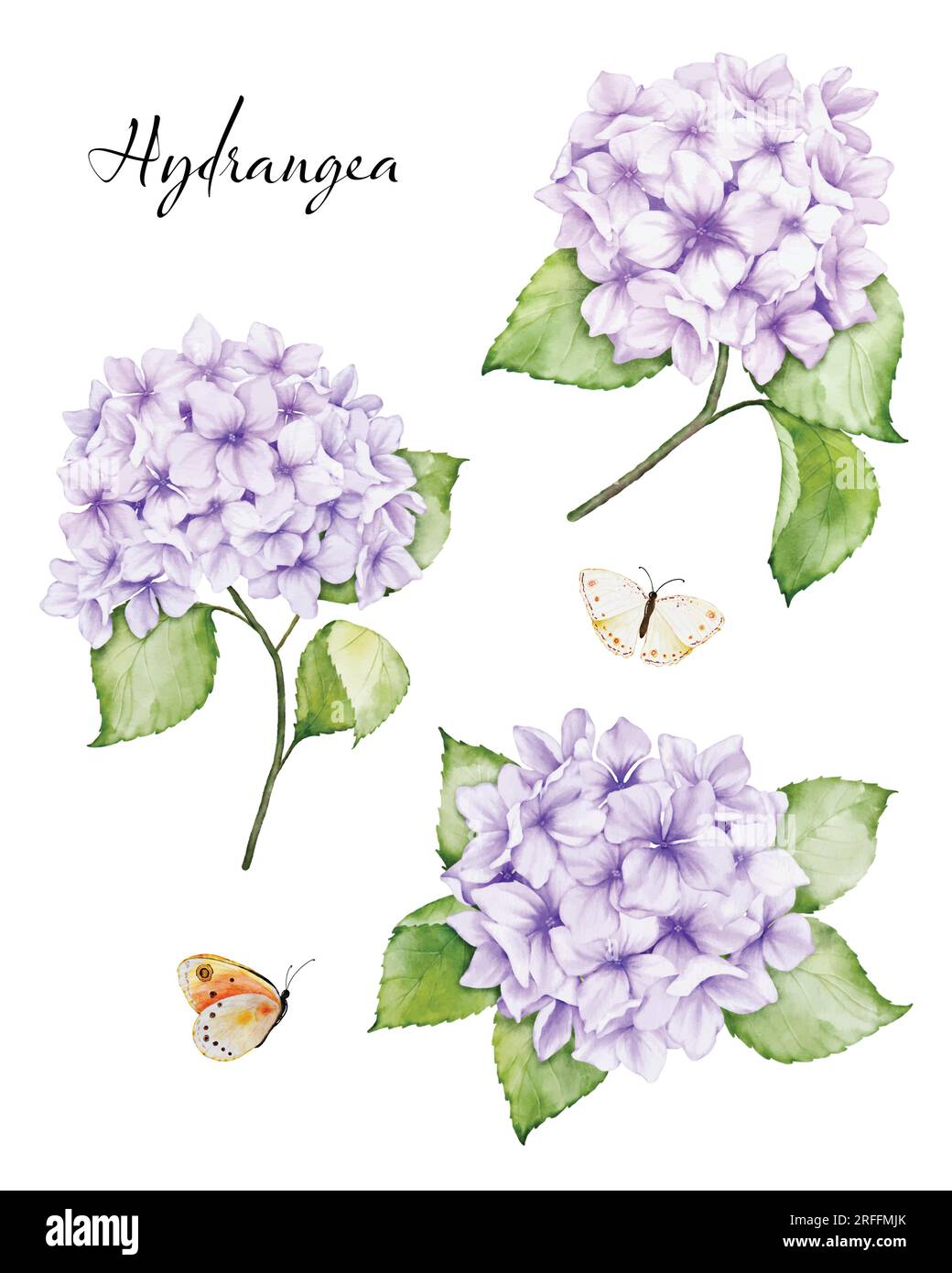 Set di bellissimi mazzi floreali ad acquerello con fiori di ortensia viola, rami di foglie e farfalle, acquerello. Vettore isolato su W Illustrazione Vettoriale