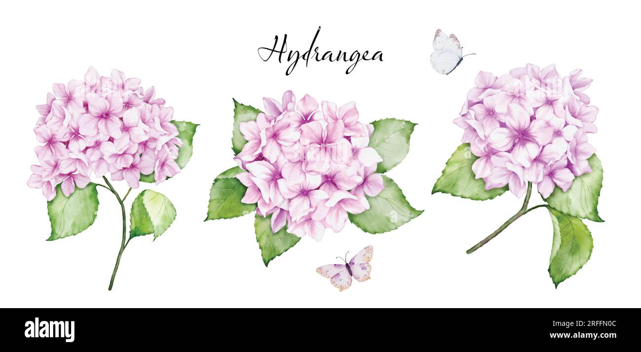 Set di bellissimi mazzi floreali ad acquerello con fiori di ortensia rosa, rami di foglie e farfalle, acquerello. Vettore isolato su whi Illustrazione Vettoriale