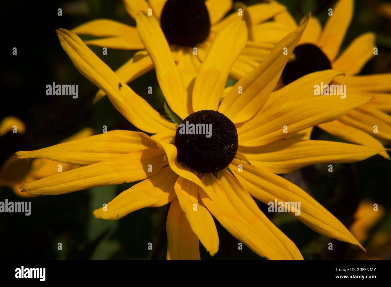 Black Eyed Susan nel giardino estivo Foto Stock