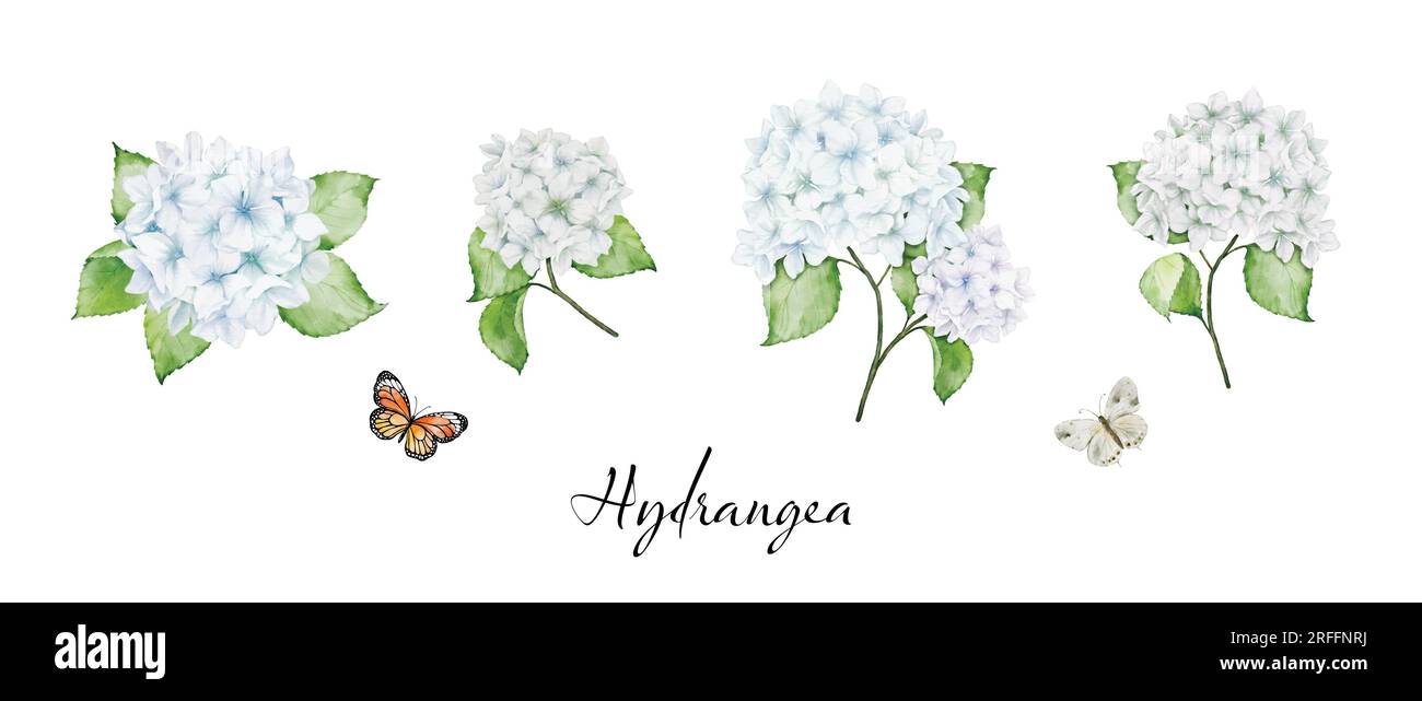 Set di bellissimi mazzi floreali ad acquerello con fiori di ortensia bianchi, rami di foglie e farfalle, acquerelli. Vettore isolato su wh Illustrazione Vettoriale