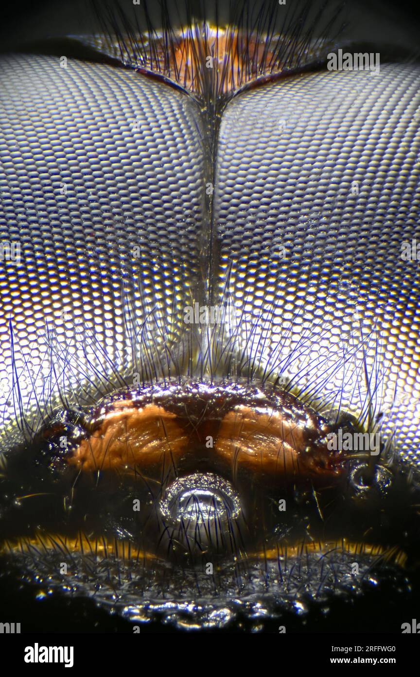Immagine al microscopio di occhi e testa composti di una libellula (Southern Hawker) Foto Stock