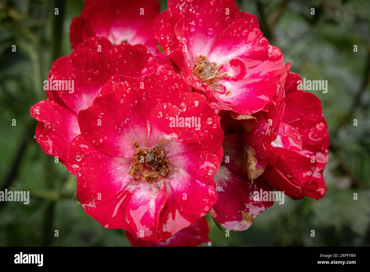 Rosa selvatica rossa dopo la pioggia Foto Stock