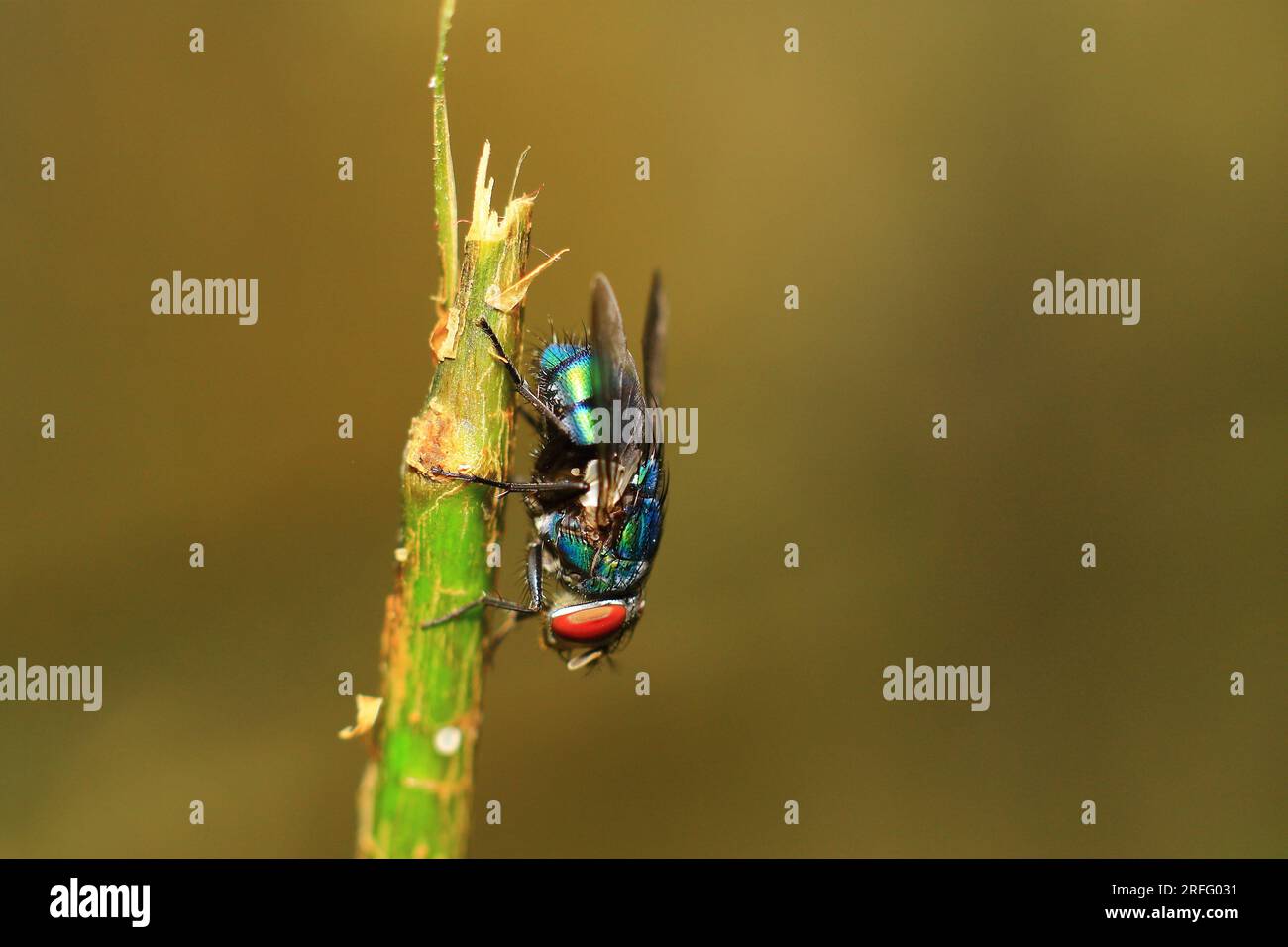 Goccioline d'acqua sulla bocca di una Housefly Foto Stock