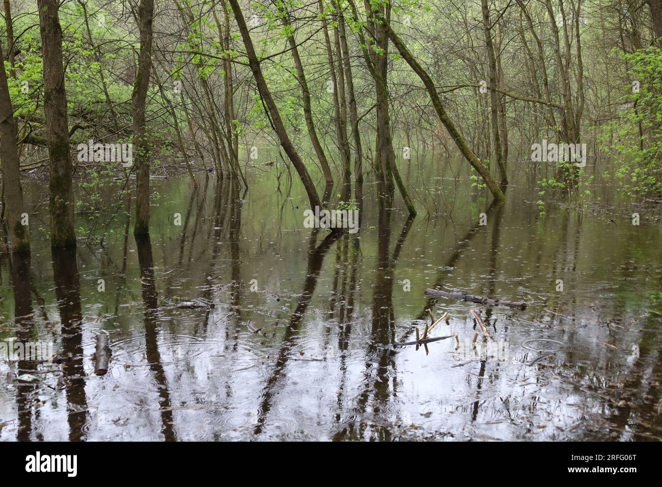 Foresta allagata, giorno estivo di sole, atmosfera da parco piovoso Foto Stock