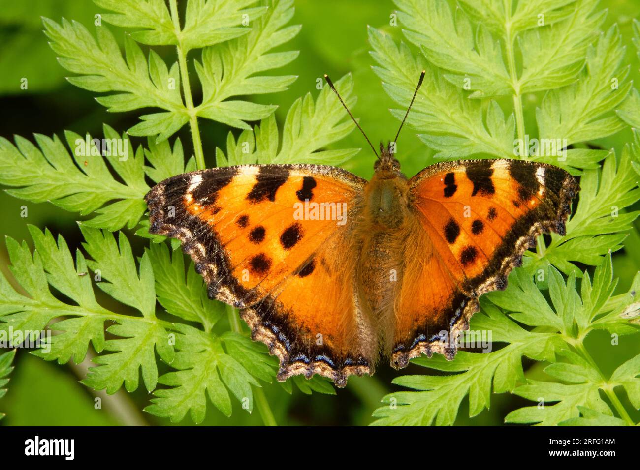 Nymphalis xanthomelas, la tartaruga scarsa, è una specie di farfalla ninfaldica diffusa nell'Europa orientale e in Asia. Foto Stock