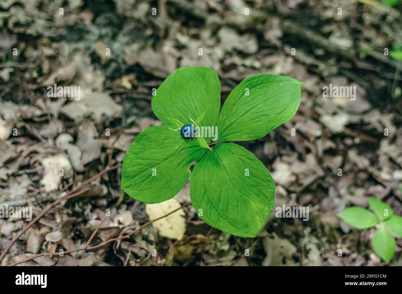 Crow's eye berry Paris quadrifolia con foglie verdi. Bacca velenosa nella foresta Foto Stock