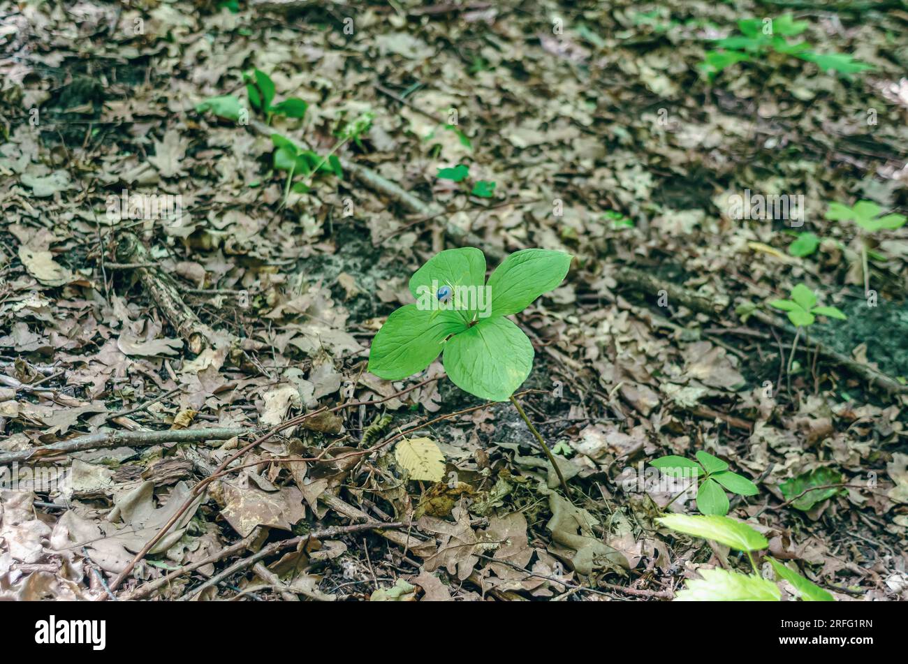 Crow's eye berry Paris quadrifolia con foglie verdi. Bacca velenosa nella foresta Foto Stock