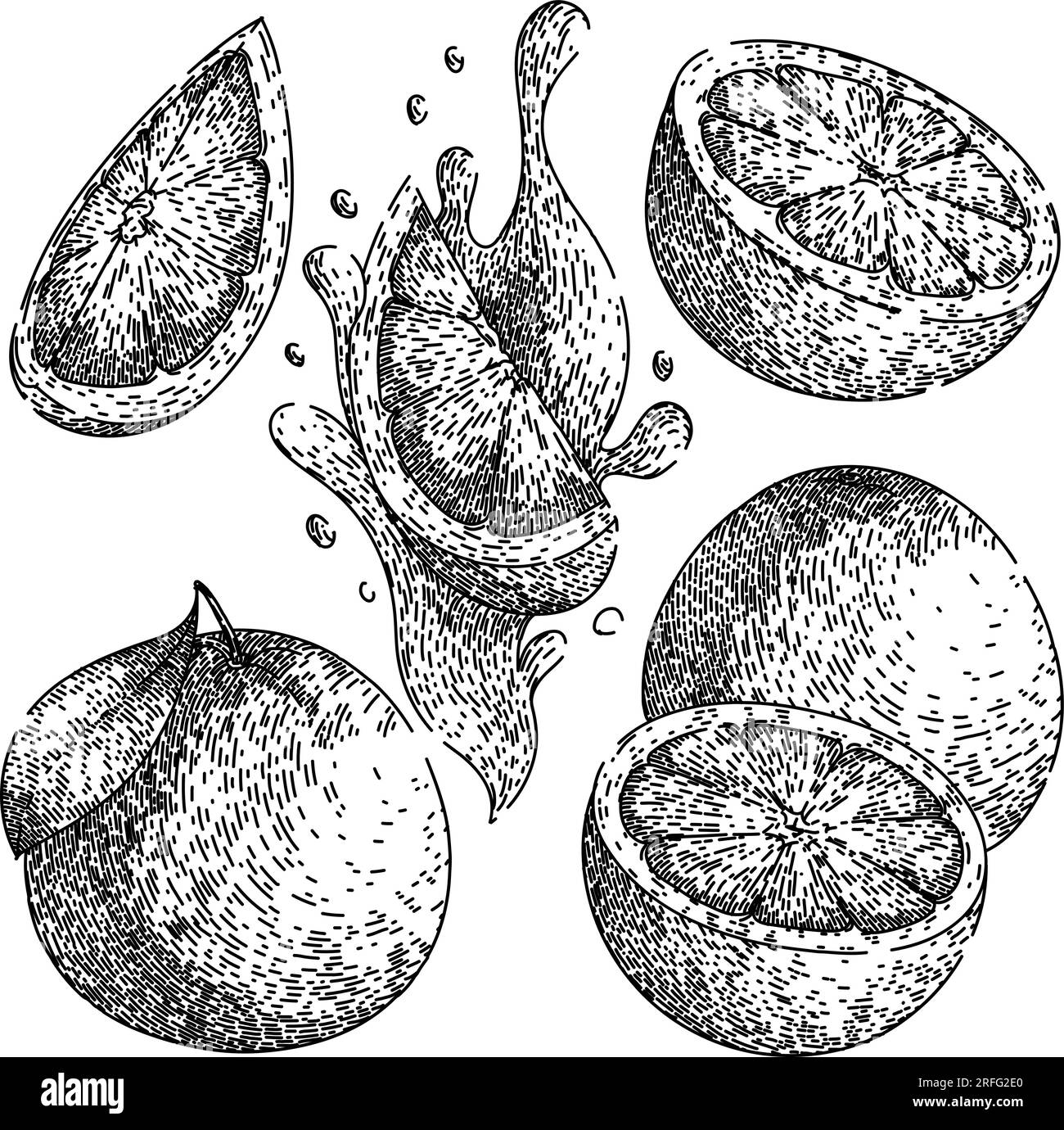 set rosso pompelmo disegno vettoriale disegnato a mano Illustrazione Vettoriale