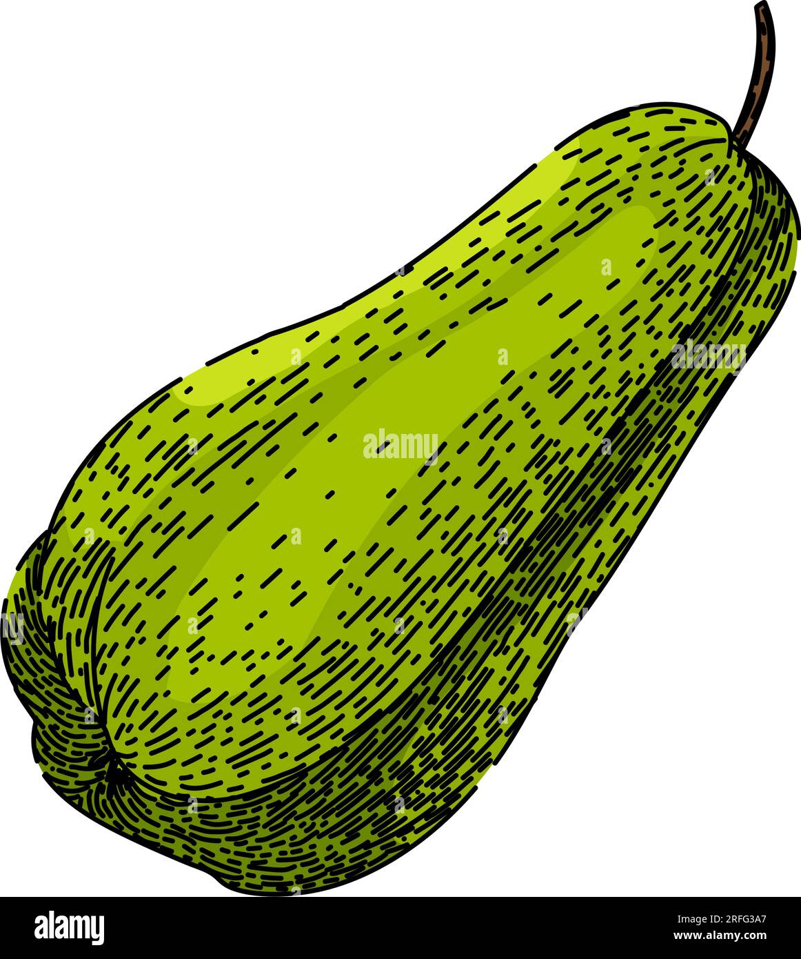 chayote organico sano schizzo disegnato a mano vettore Illustrazione Vettoriale