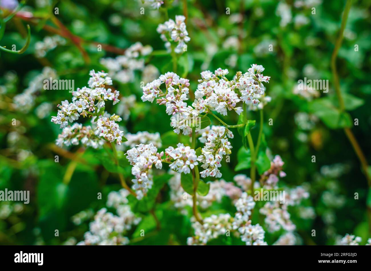 Fiori bianchi di grano saraceno. Il grano saraceno fiorisce sul campo. Raccolto di grano saraceno Foto Stock