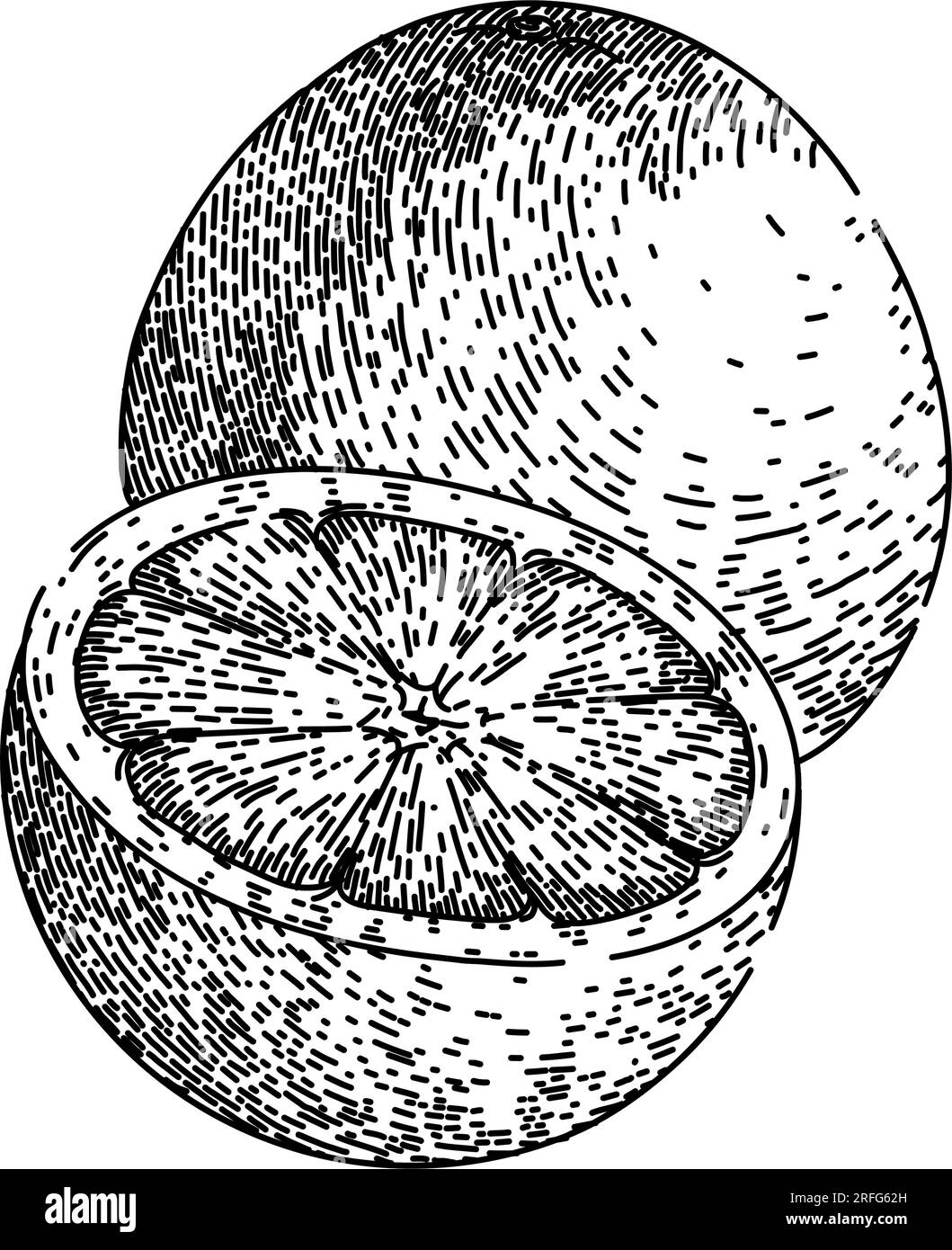 rosso pompelmo rosa disegno vettoriale disegnato a mano Illustrazione Vettoriale