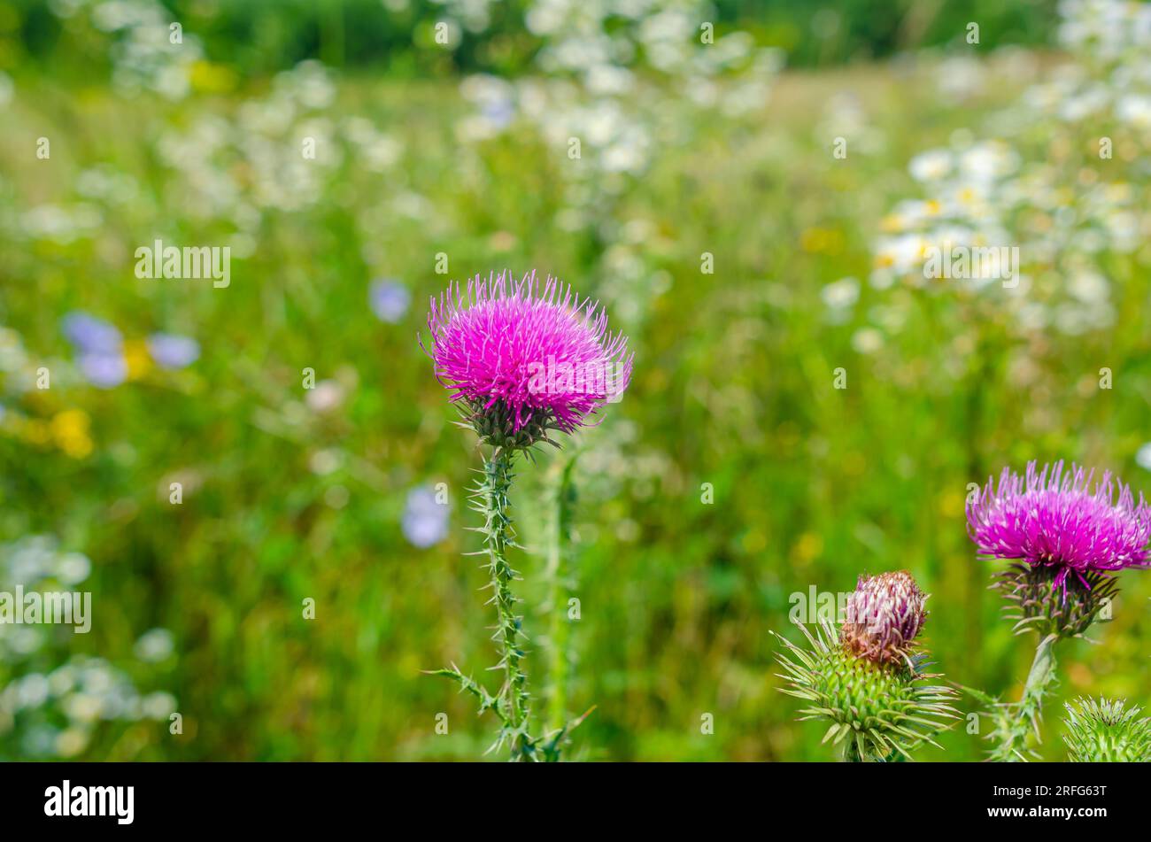 Cardo viola fiore di latte nel campo. Piante medicinali, trattamento del fegato Foto Stock