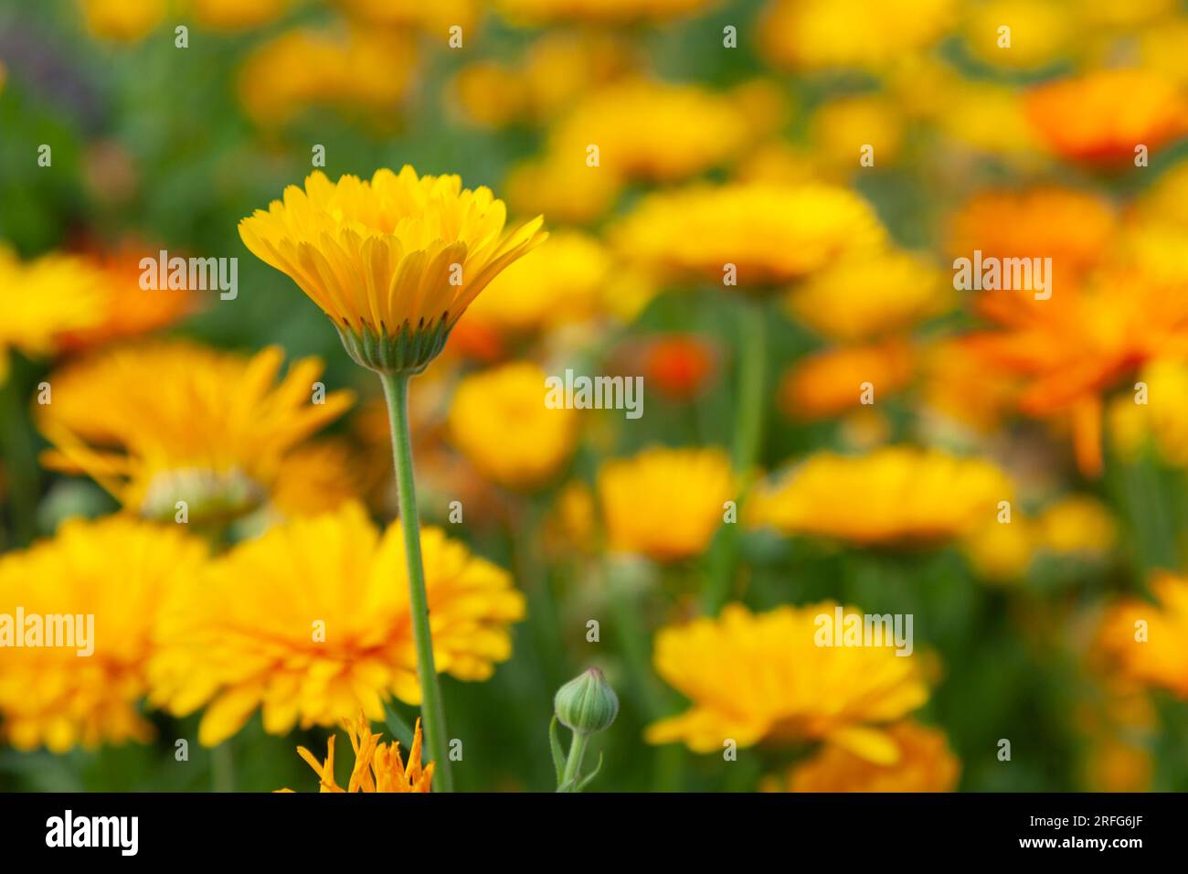 La calendula gialla brillante cresce nel prato. Foto Stock
