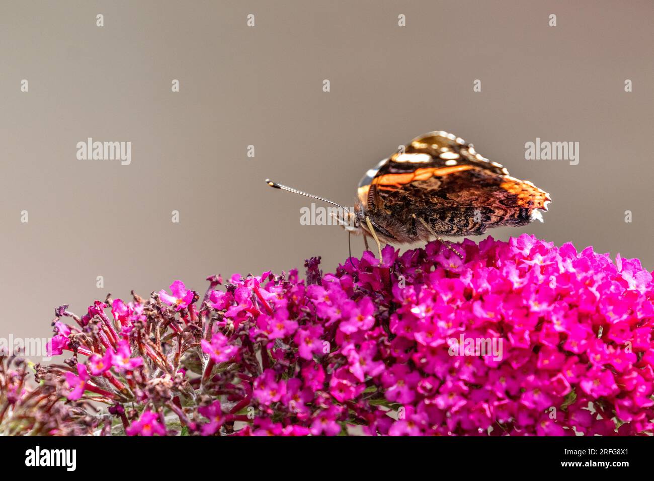 Una farfalla Red Admiral (Vanessa atalanta) che si nutre di un fiore di buddlea (buddleja). Foto Stock