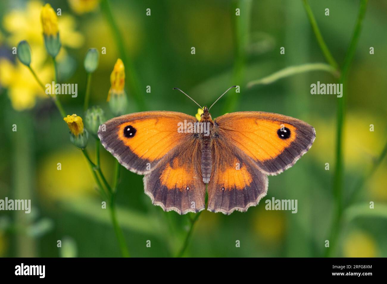 Una farfalla di guardiano UK (Pyronia tithonus) con ali sparse che si nutrono di farfalle. Questa è una femmina, i maschi hanno una banda scura in fronte. Foto Stock