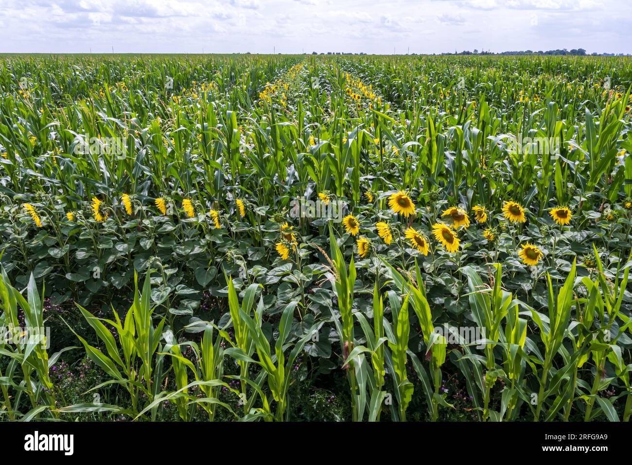panorama in un campo di fioritura di girasoli gialli luminosi in serata di sole Foto Stock