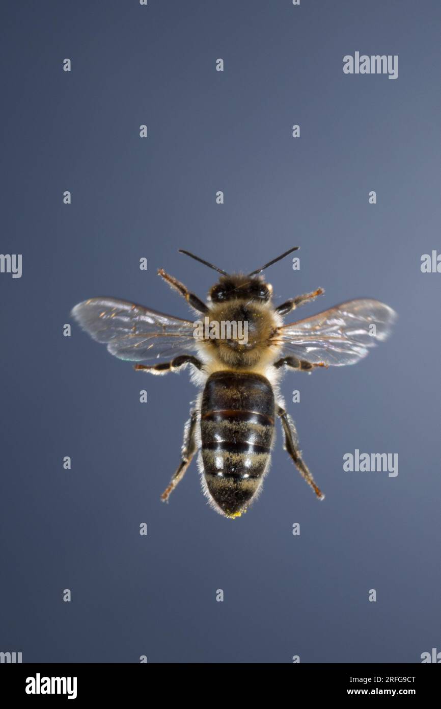 Honigbiene, Honig-Biene, Europäische Honigbiene, Westliche Honigbiene, societé Flug, fliegend, Biene, Bienen, Apis mellifera, Apis mellifica, Honey Bee hive, Foto Stock