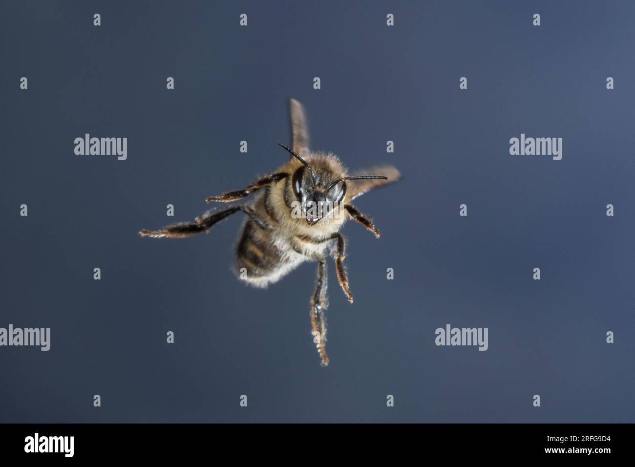 Honigbiene, Honig-Biene, Europäische Honigbiene, Westliche Honigbiene, societé Flug, fliegend, Biene, Bienen, Apis mellifera, Apis mellifica, Honey Bee hive, Foto Stock