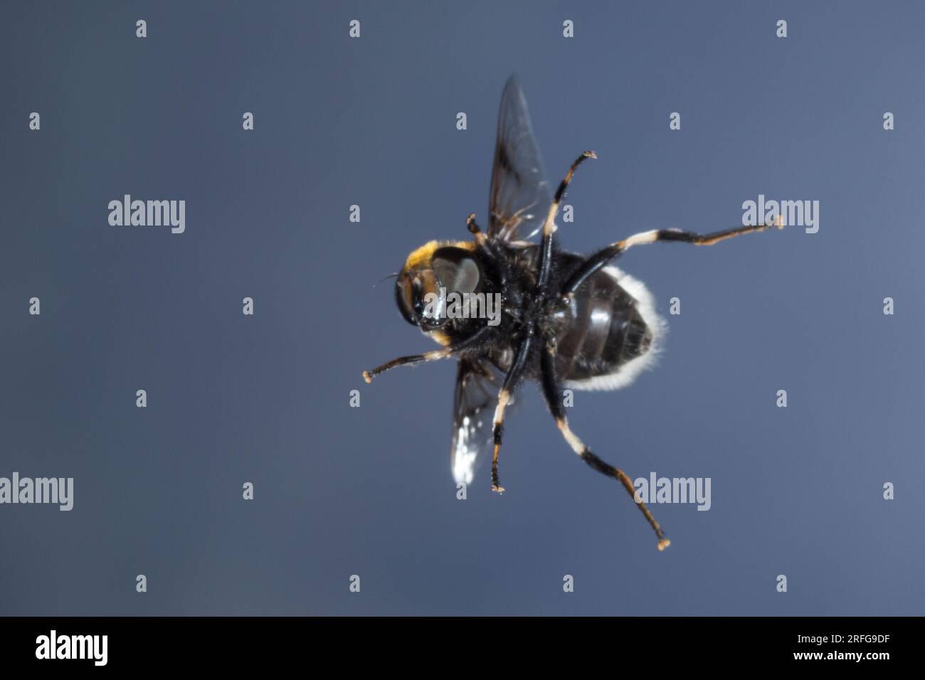 Hummel-Keilfleckschwebfliege, Pelzige Mistbiene, Pelzige Bienenschwebfliege, Flug, fliegend, Tarnung, Mimikry, Mimikri wegen Hummelähnlichem Aussehen, Foto Stock