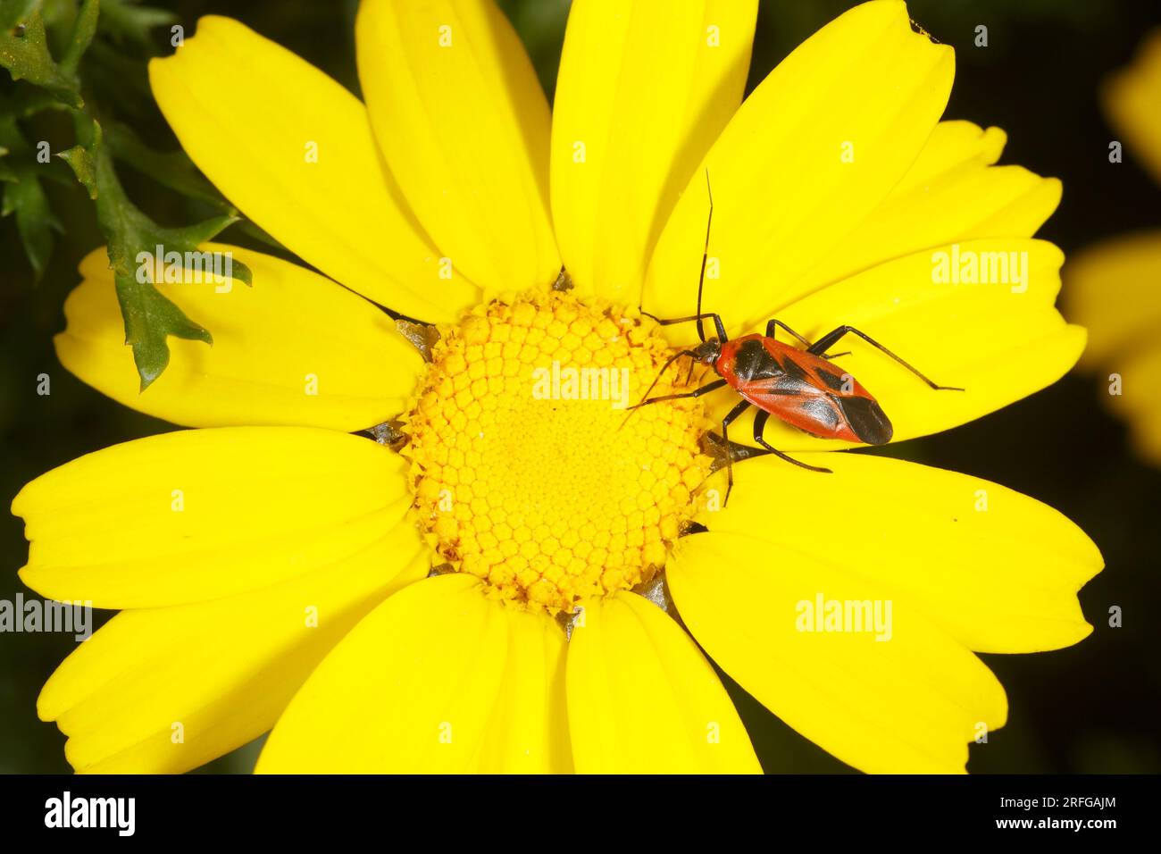 Fire Bug (Pyrrhocoris apterus) si insediò su un fiore di calendula di mais (Chrysanthemum segetum) in Grecia Foto Stock