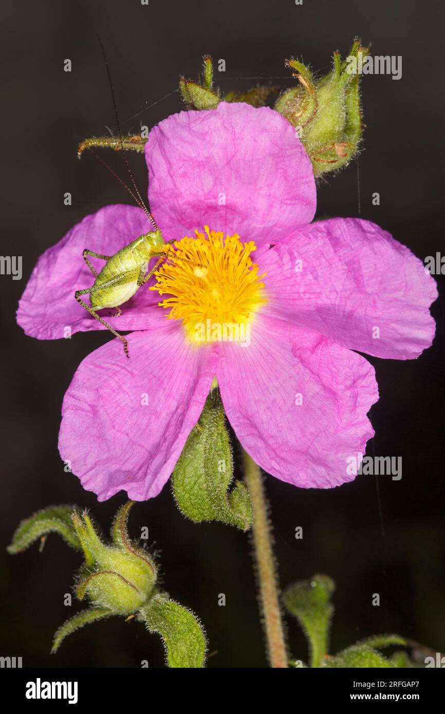 Bush Cricket ninfa che si nutre di una rosa di roccia rosa (Cistus criticus) in Grecia Foto Stock