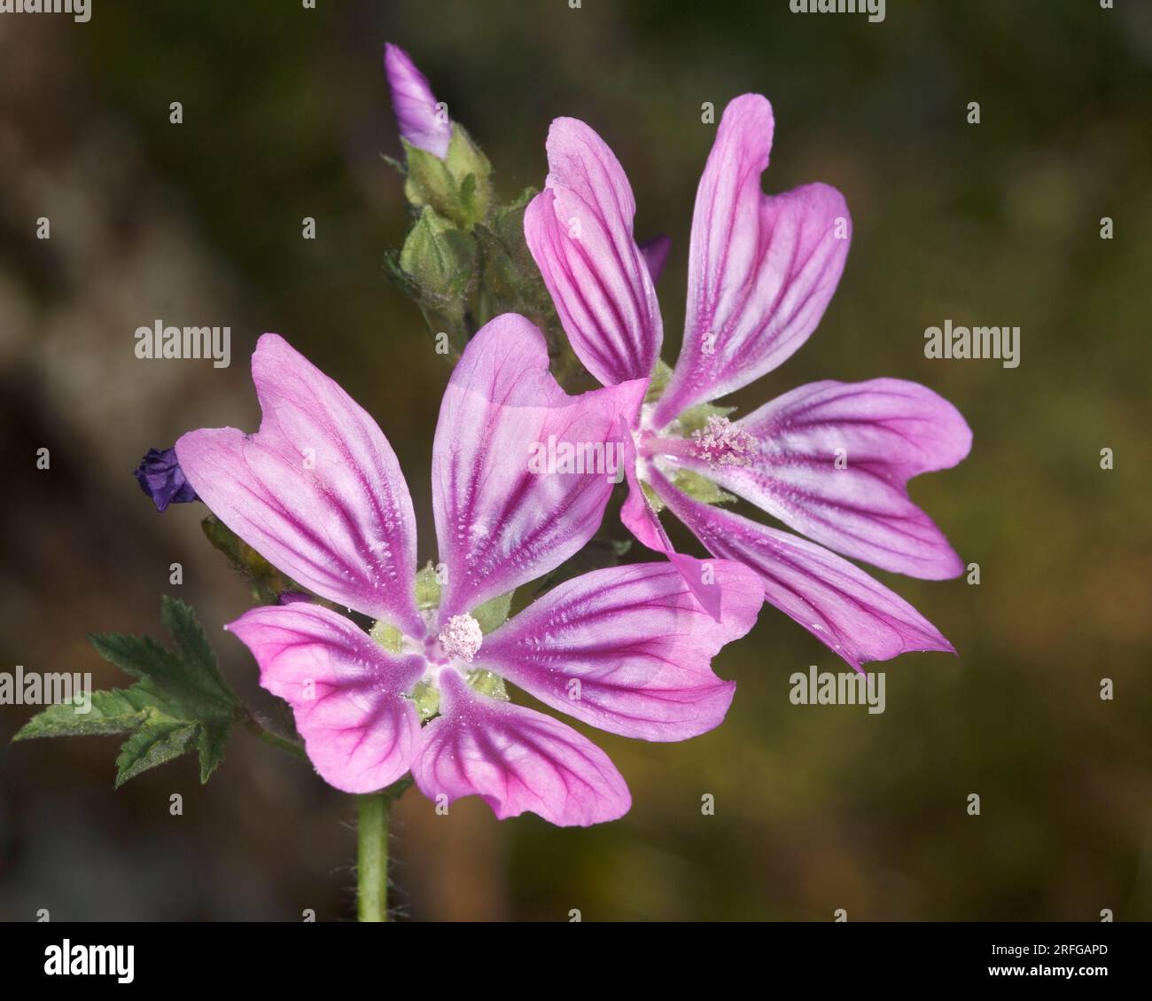 Primo piano dei fiori di malva comune (Malvacea sylvestra) in Grecia Foto Stock