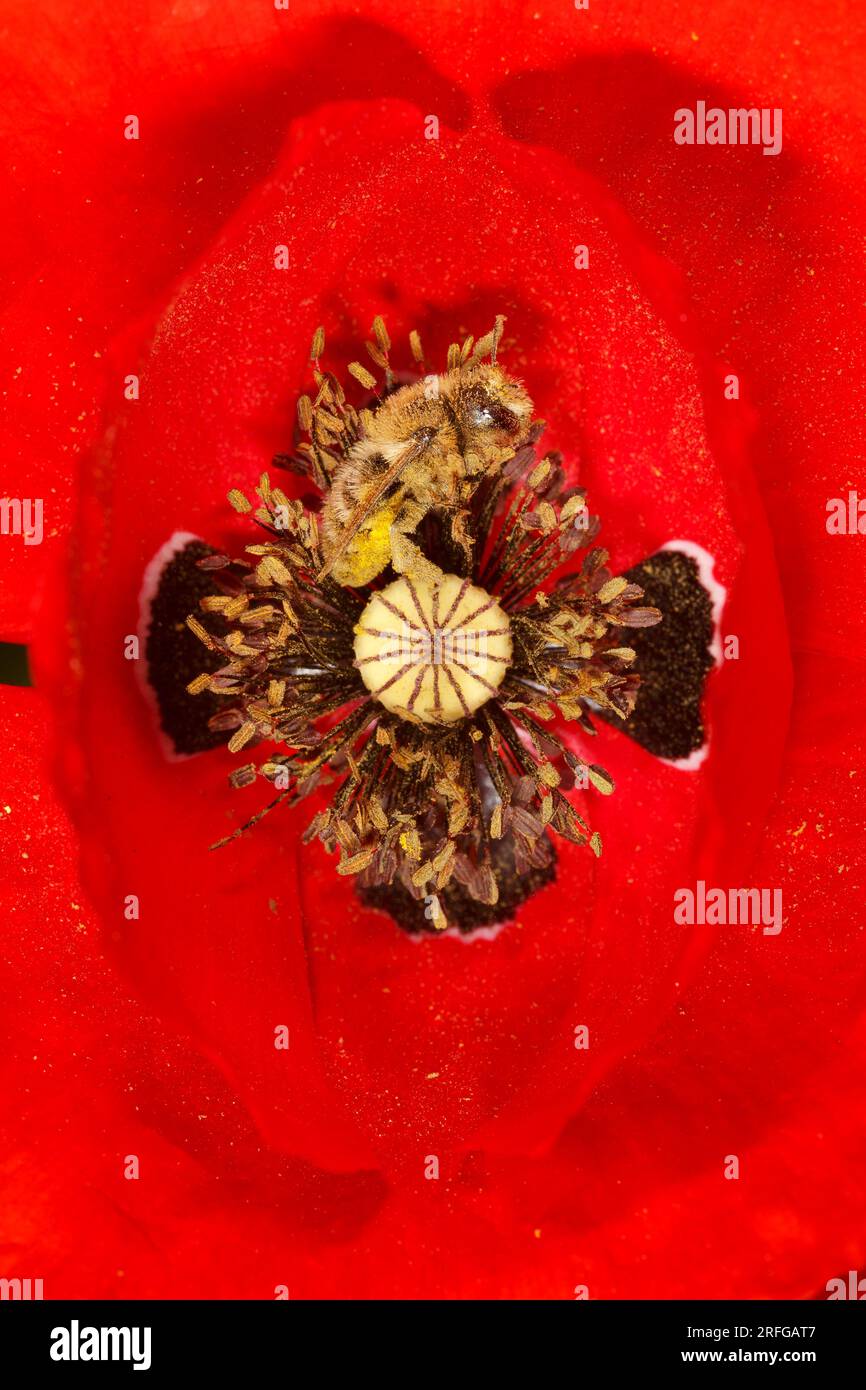 Un'ape di miele (Apis mellifera) che si nutre di un fiore rosso di papavero (Papaver rhoeas) in Grecia Foto Stock