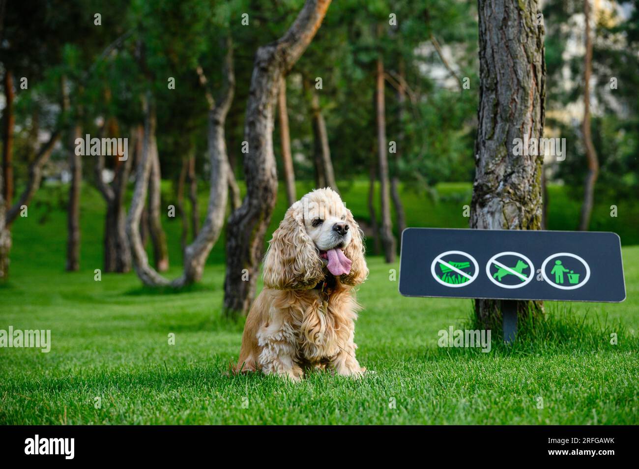 Il cane sta riposando seduto sull'erba verde del parco. Cartello che vieta al cane di camminare sullo sfondo. Foto Stock