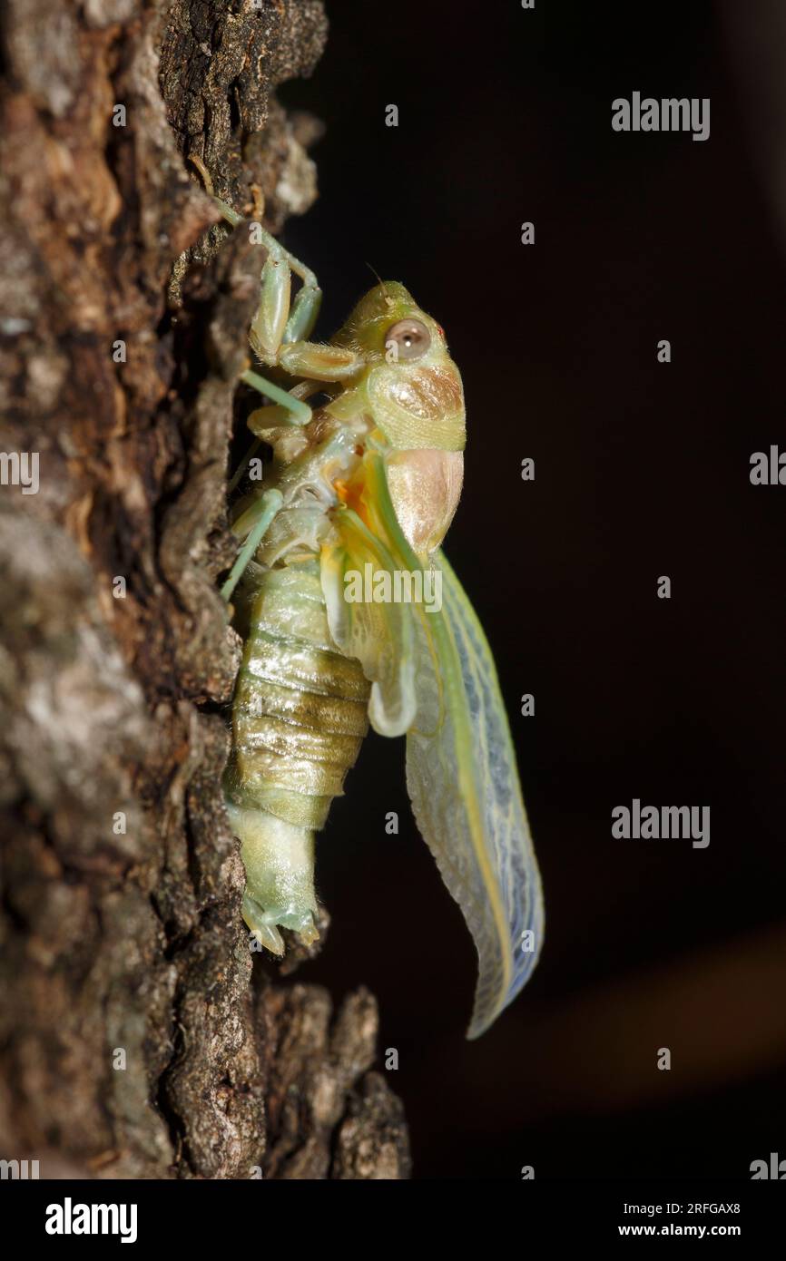 Una Cicada adulta (Cicada orni) che è appena emersa dal suo caso larvale su un olivo in Grecia Foto Stock