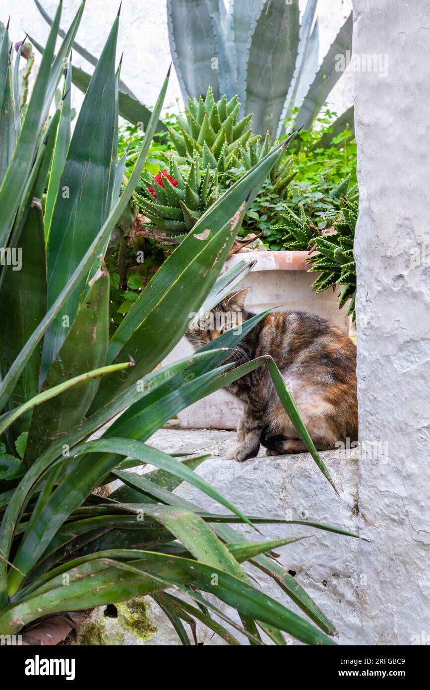 Gatto timido che guarda attraverso le foglie di una pianta in vaso Foto Stock