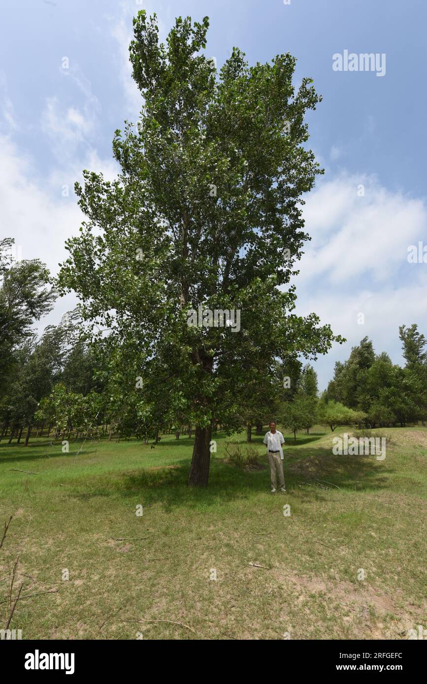 (230803) -- TONGLIAO, 3 agosto 2023 (Xinhua) -- Bai Shun posa per le foto con il primo albero piantato in Bulteger Gacha, Horqin ala sinistra bandiera posteriore di Tongliao City, regione autonoma della Mongolia interna della Cina del nord, 2 agosto 2023. Situato nel centro della Horqin Sandy Land, Bulteger Gacha, un piccolo villaggio nella bandiera posteriore dell'ala sinistra di Horqin della città di Tongliao, soffriva di desertificazione. Dal 2002, Bai Shun, un contadino mongolo locale, ha portato la sua famiglia a radicare in questo villaggio e a dedicarsi al controllo della desertificazione. Il tasso di sopravvivenza degli alberi piantati era basso al Foto Stock
