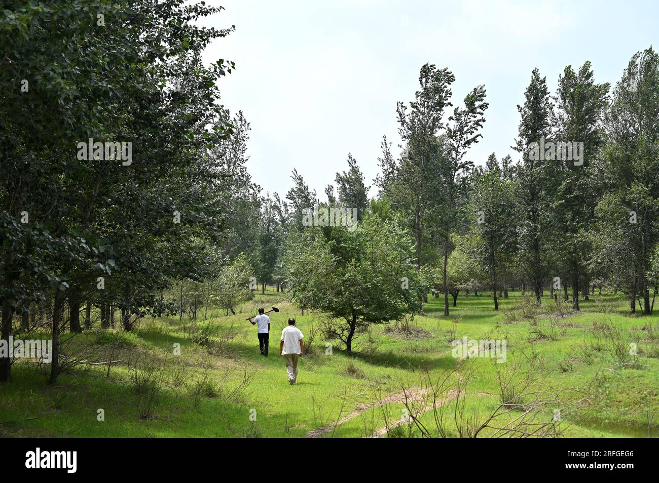 (230803) -- TONGLIAO, 3 agosto 2023 (Xinhua) -- Bai Shun (R) e suo figlio pattugliano una foresta a Bulteger Gacha, Horqin ala sinistra bandiera posteriore di Tongliao City, regione autonoma della Mongolia interna della Cina settentrionale, 2 agosto 2023. Situato nel centro della Horqin Sandy Land, Bulteger Gacha, un piccolo villaggio nella bandiera posteriore dell'ala sinistra di Horqin della città di Tongliao, soffriva di desertificazione. Dal 2002, Bai Shun, un contadino mongolo locale, ha portato la sua famiglia a radicare in questo villaggio e a dedicarsi al controllo della desertificazione. Il tasso di sopravvivenza degli alberi piantati era basso all'inizio a causa di Foto Stock