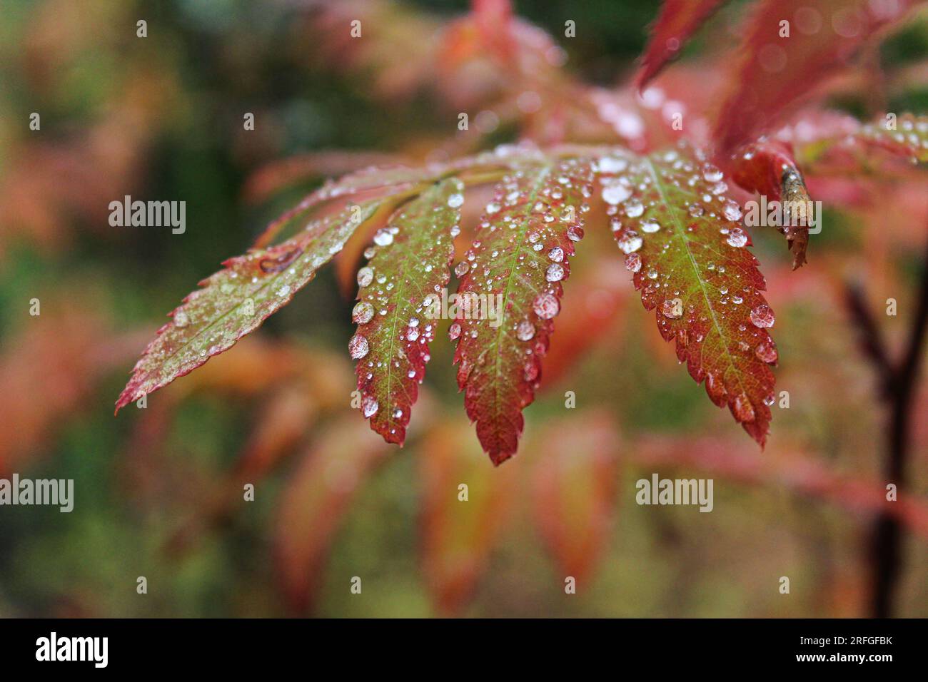 Ramo della pianta con foglie verdi-rosse e gocce d'acqua dopo pioggia o rugiada. colori autunnali sfondo. Foto di alta qualità Foto Stock