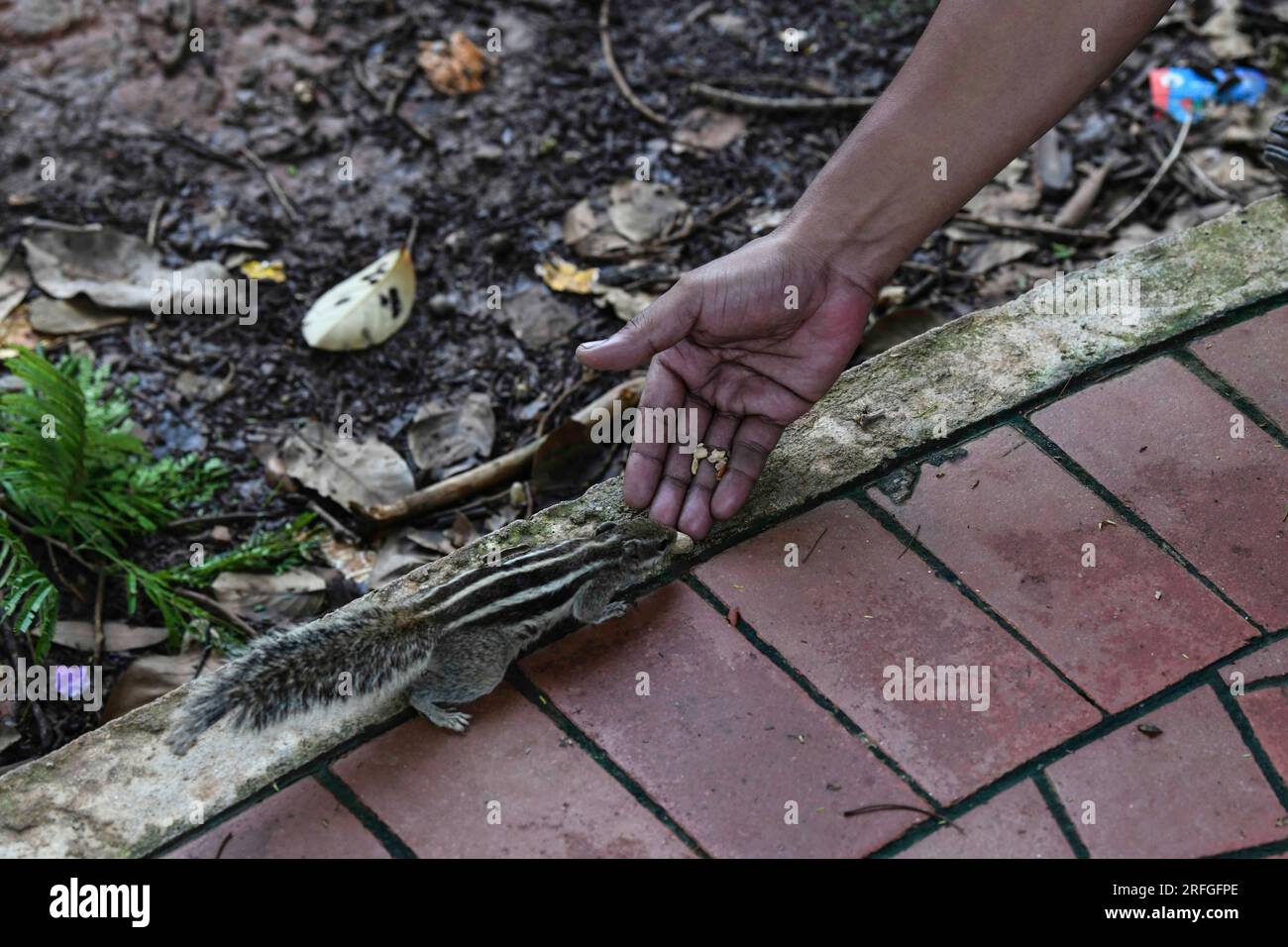 Dhaka, Bangladesh. 3 agosto 2023. Uno scoiattolo mangia arachidi dalla mano di un uomo a Suhrawardy Uddan a Dacca, Bangladesh, il 3 agosto 2023. Lo scoiattolo a tre strisce è una delle otto diverse specie di scoiattolo che vivono vicino agli esseri umani. (Immagine di credito: © MD Rakibul Hasan/ZUMA Press Wire) SOLO USO EDITORIALE! Non per USO commerciale! Foto Stock