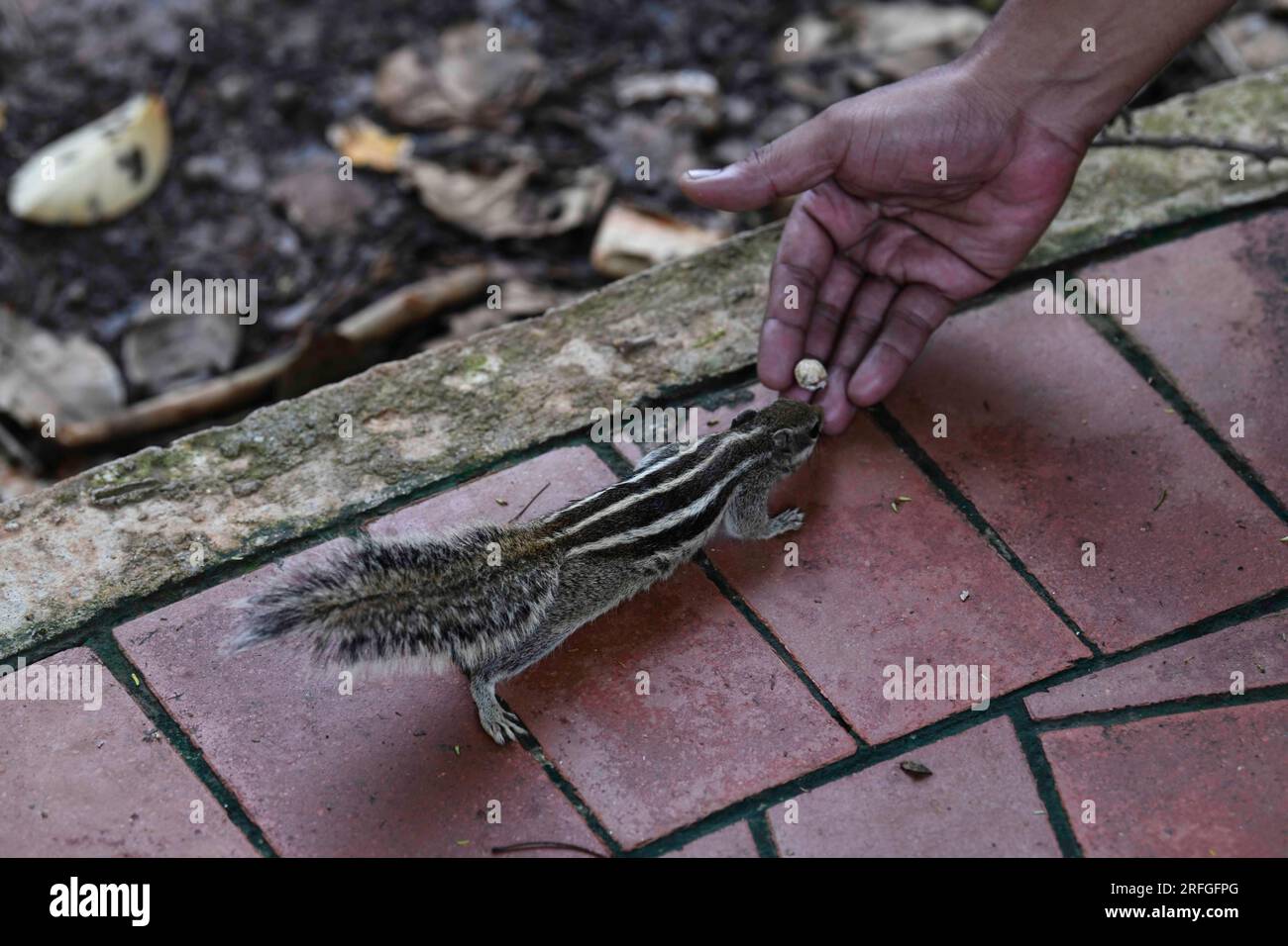 Dhaka, Bangladesh. 3 agosto 2023. Uno scoiattolo mangia arachidi dalla mano di un uomo a Suhrawardy Uddan a Dacca, Bangladesh, il 3 agosto 2023. Lo scoiattolo a tre strisce è una delle otto diverse specie di scoiattolo che vivono vicino agli esseri umani. (Immagine di credito: © MD Rakibul Hasan/ZUMA Press Wire) SOLO USO EDITORIALE! Non per USO commerciale! Foto Stock