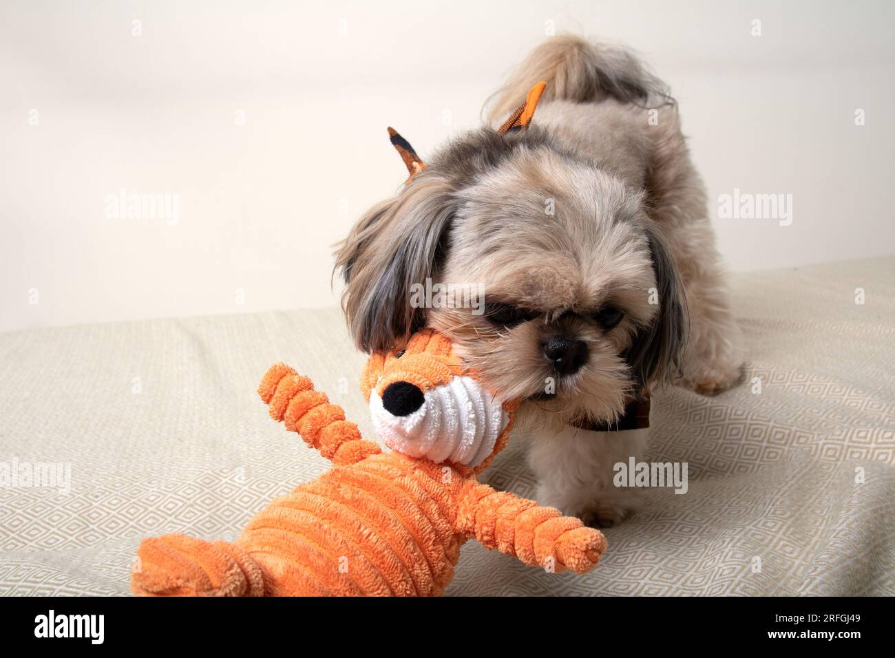 foto di un cane che tiene un piccolo giocattolo morbido tra i denti, a casa sul divano Foto Stock