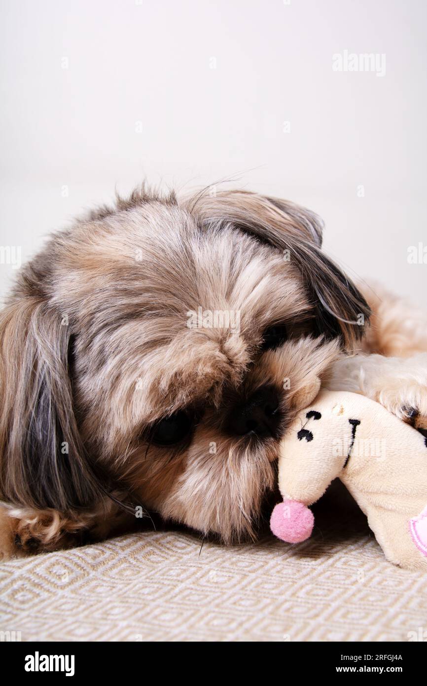 foto di un cane che gioca con un giocattolo morbido in primo piano Foto Stock